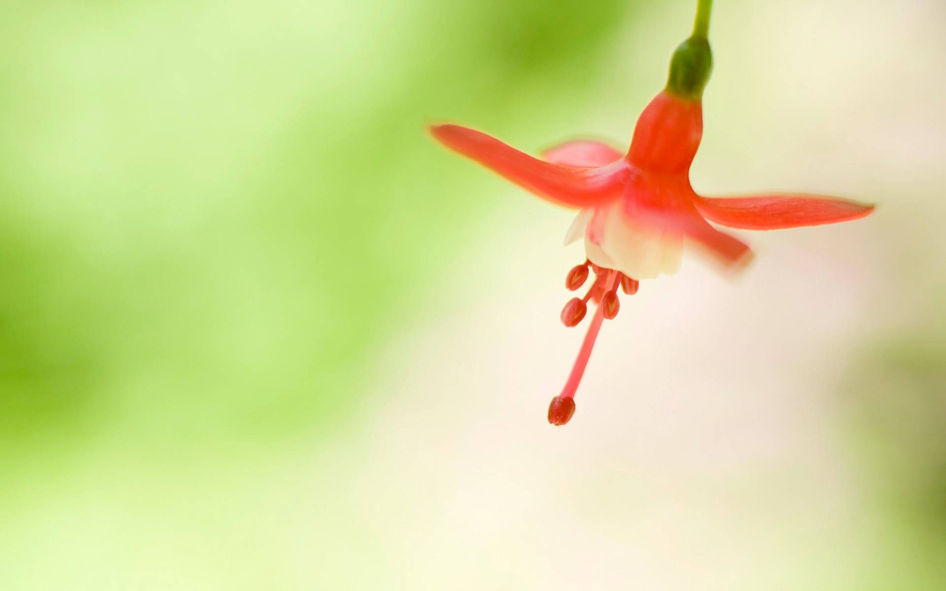1920x1200 Download Original Windows Flower Blossom Wallpaper