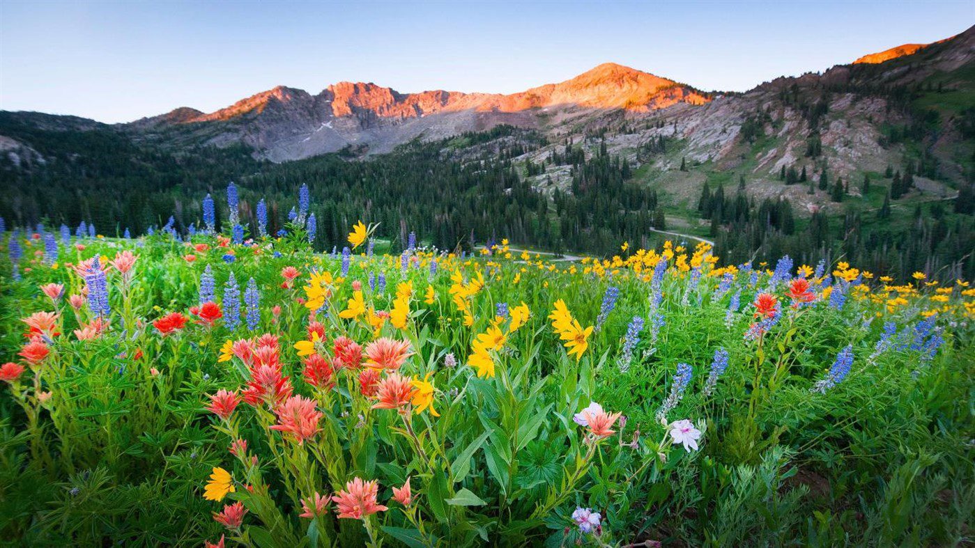 1399x787 Windows 10 Theme: Download 'Wildflowers PREMIUM' theme pack from Microsoft Store