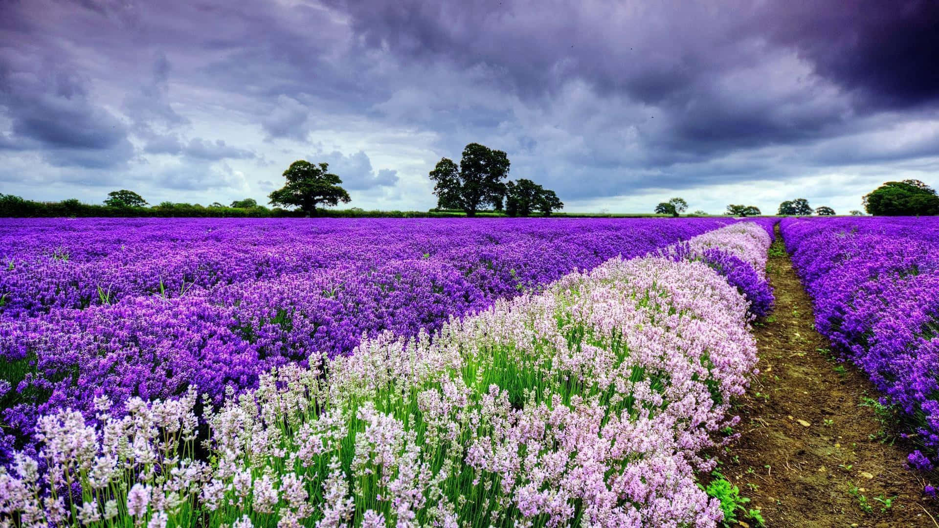 1920x1080 Download Spring Flowers Desktop Lavenders Wallpaper