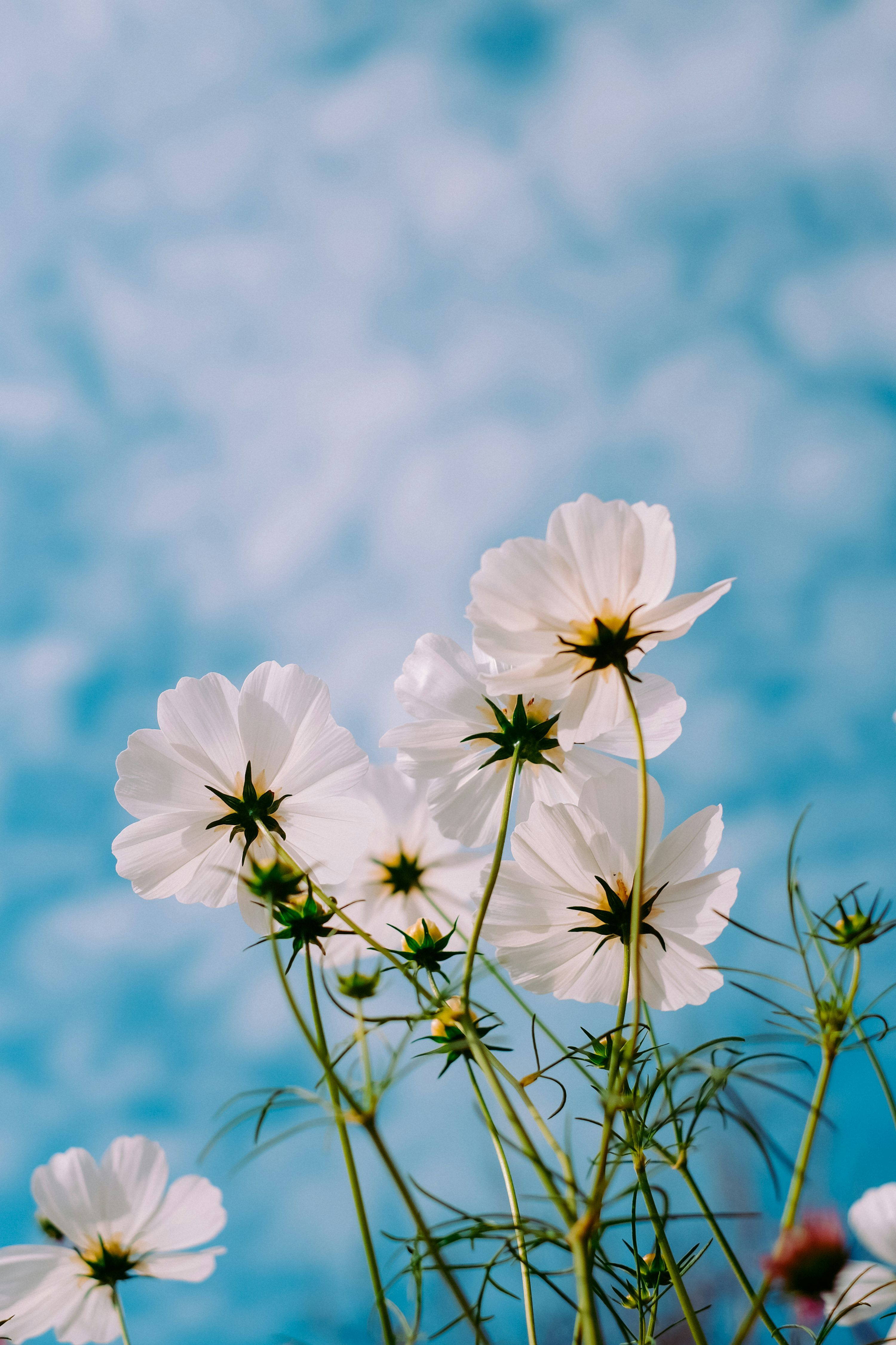 3000x4500 White Flower Picture. Download Free Image