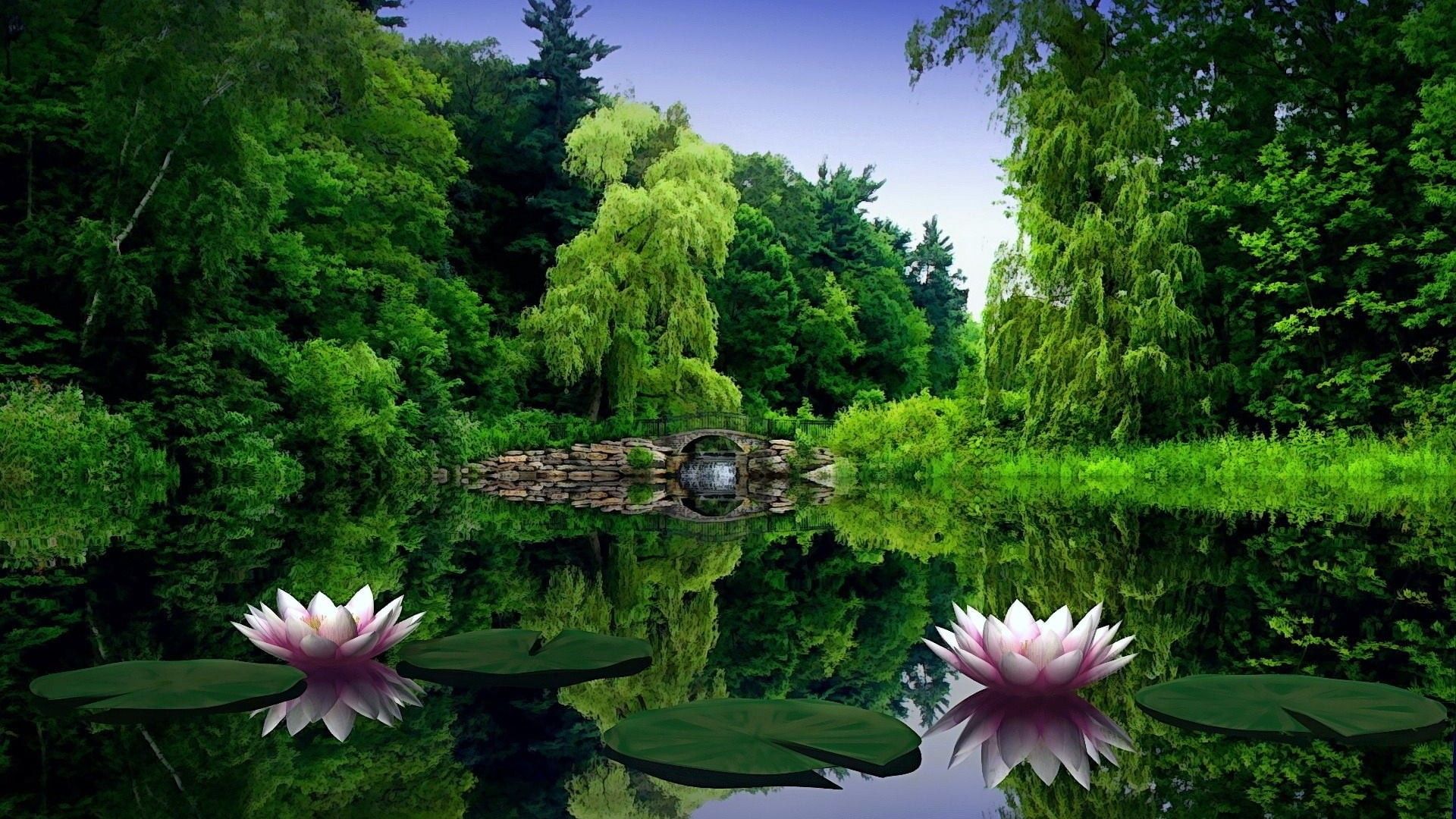 1920x1080 Pink Lily Lotus Flowers Green Leaves On Water Trees Forest Background HD Flowers Wallpaper