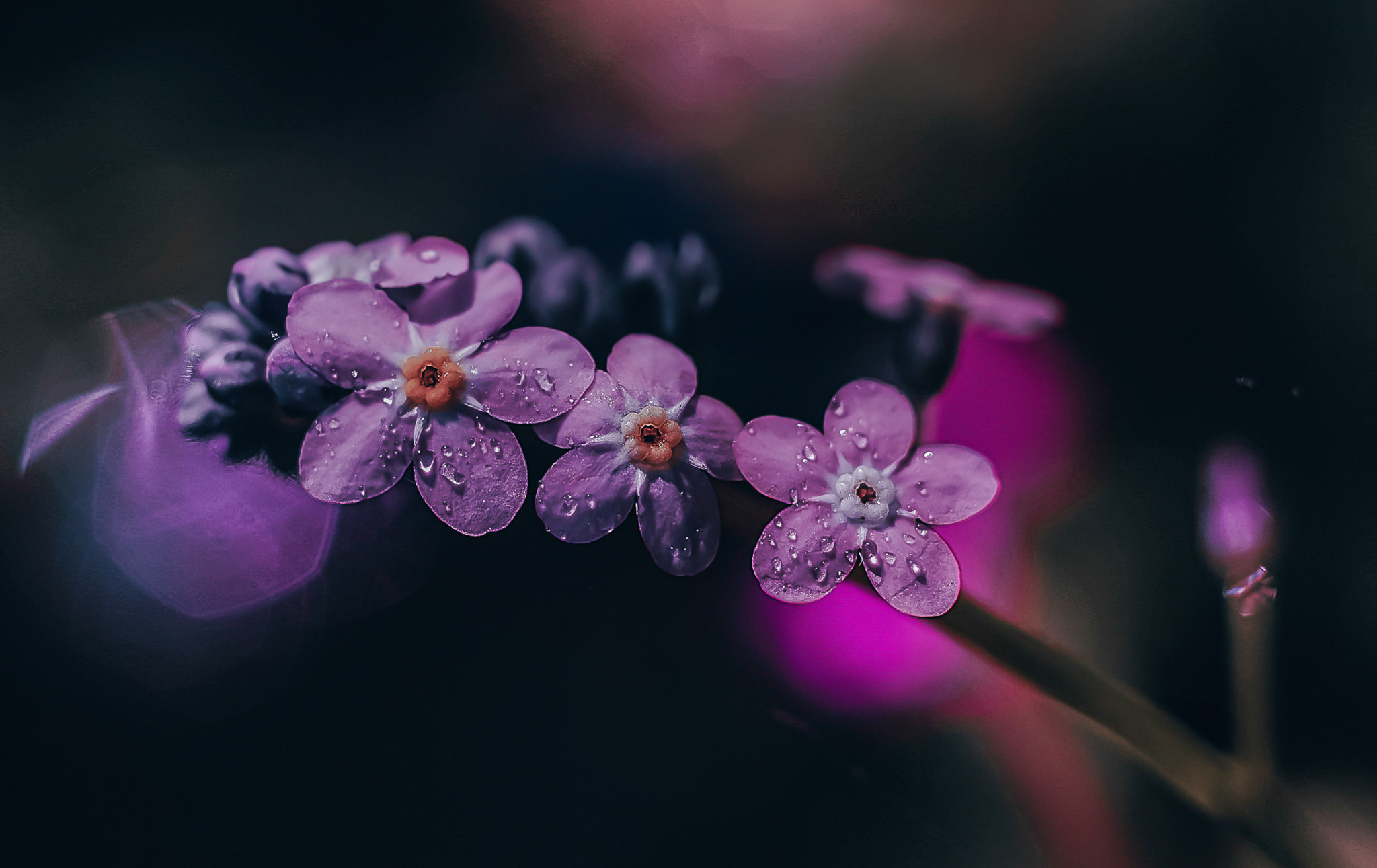 2048x1291 Delicate Flowers with Dewdrops Evoking Serenity and Purity. nature photo by Maria Śledzińskapx