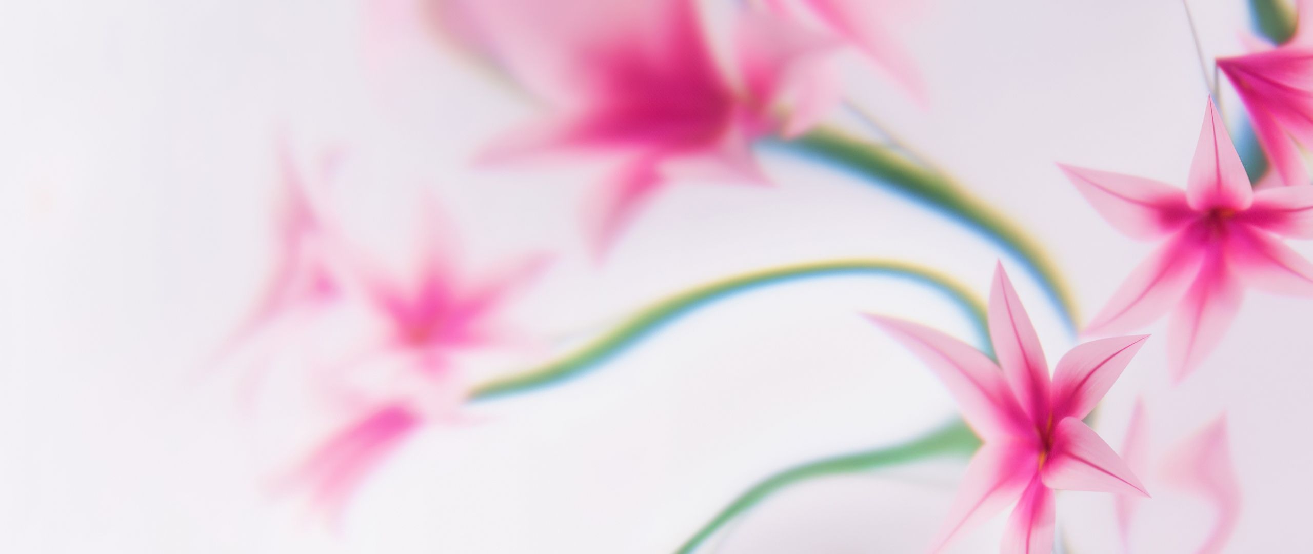 2560x1080 Pink flowers Wallpaper 4K, Dreams, Floral designs