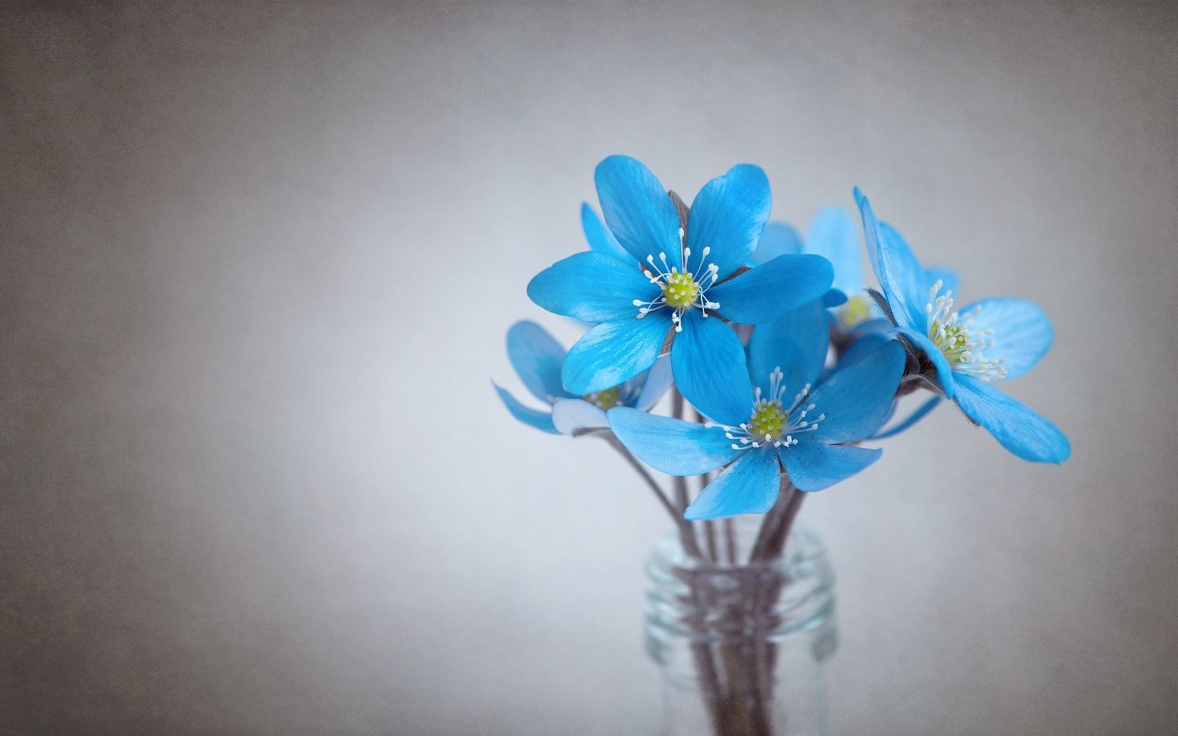 1680x1050 Small Blue Flowers 4K UHD Wallpaper for UltraHD Desktop and TV : Widescreen and UltraWide Display : Smartphone and Tablet Devices