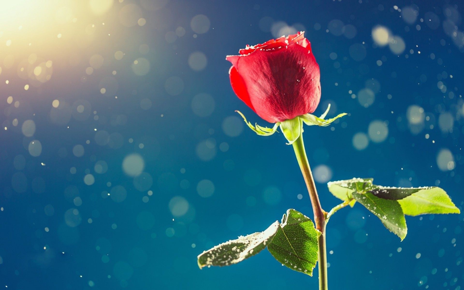 1920x1200 Wallpaper Rose Flower