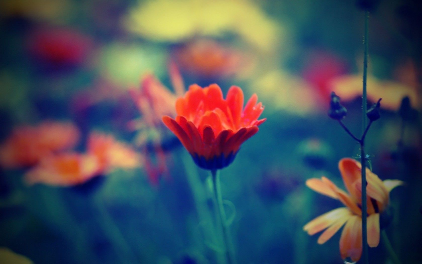 1680x1050 nature, Filter, Flowers, Depth Of Field, Macro Wallpaper HD / Desktop and Mobile Background