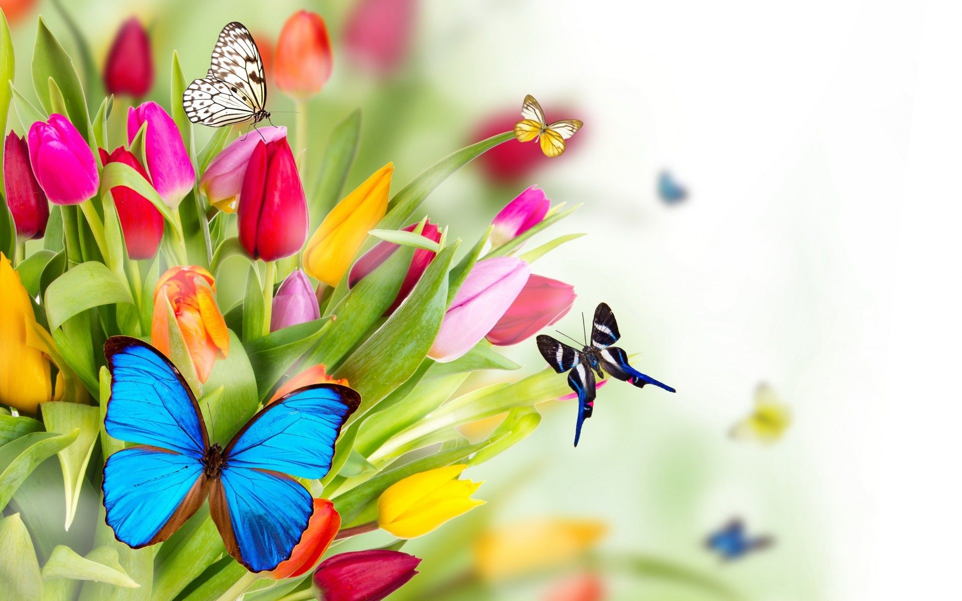 1920x1200 Desktop Wallpaper Spring Flowers