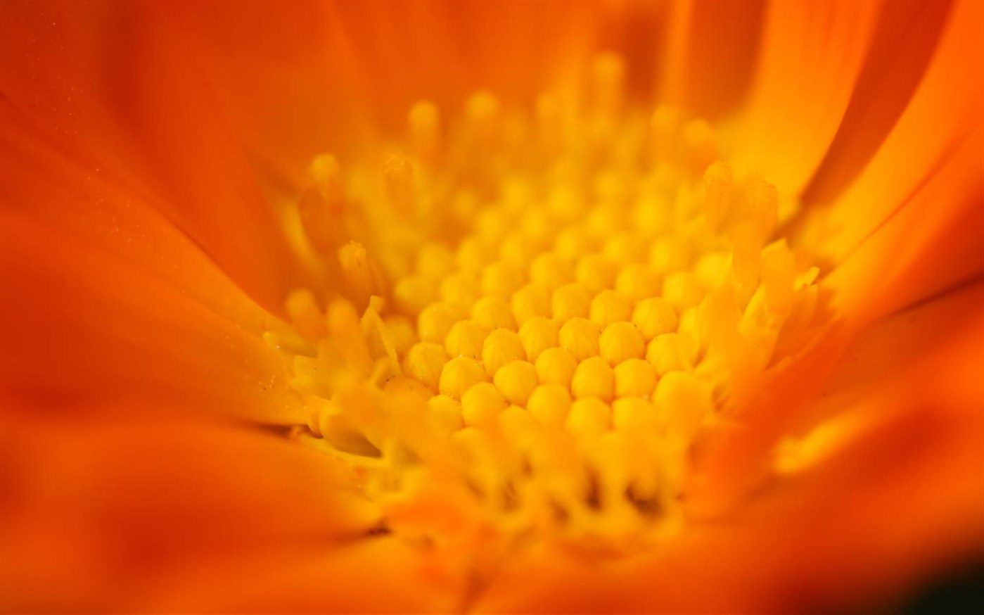 1399x874 Windows 10 Theme: Download Microsoft's 'Flower Petals' theme pack