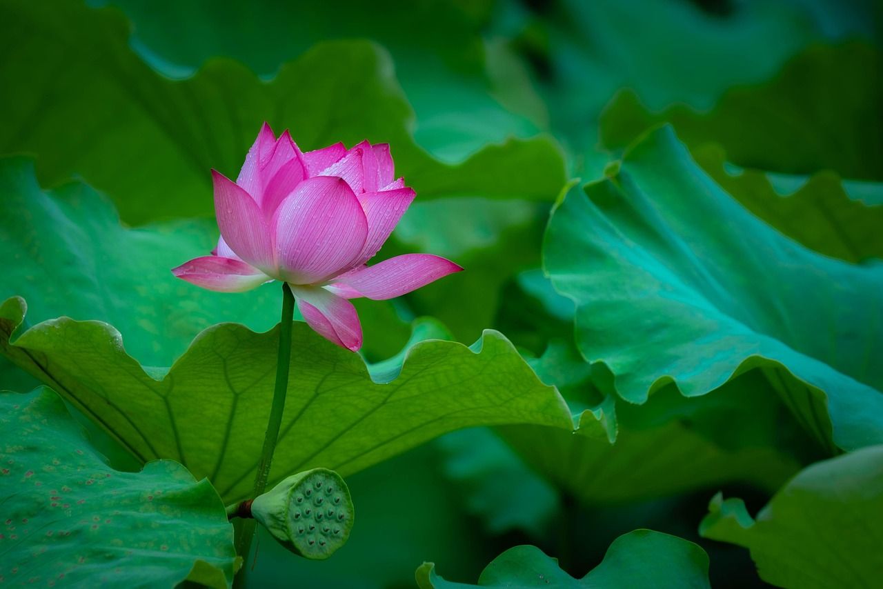 1280x854 Lotus Flower Bloom