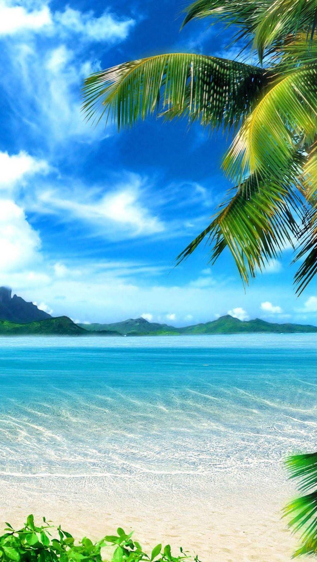 1082x1920 Download Beach 4k iPhone Coconut Leaves In Morning Wallpaper
