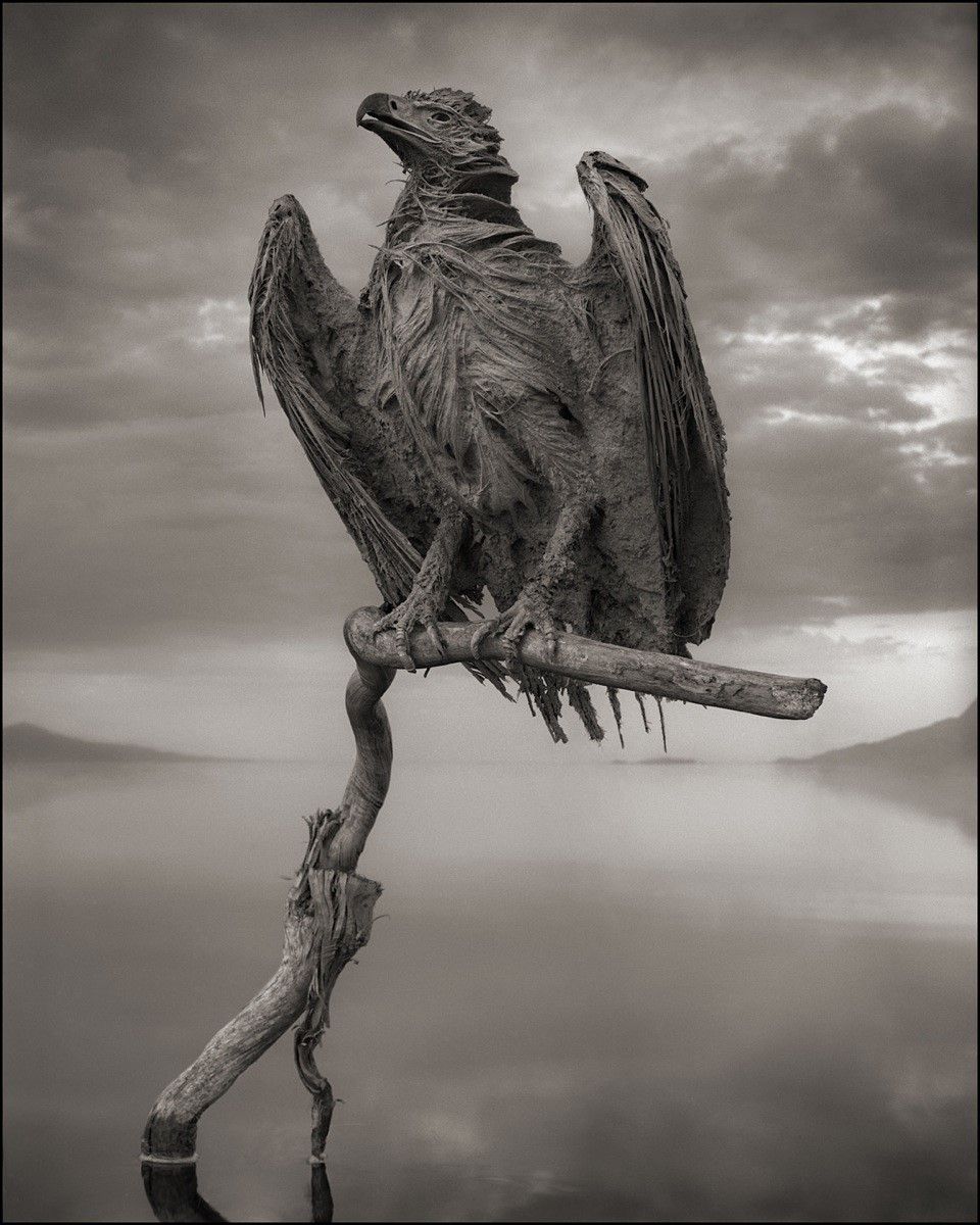 960x1200 Image Album: Lake Natron Gives Up Its Dead