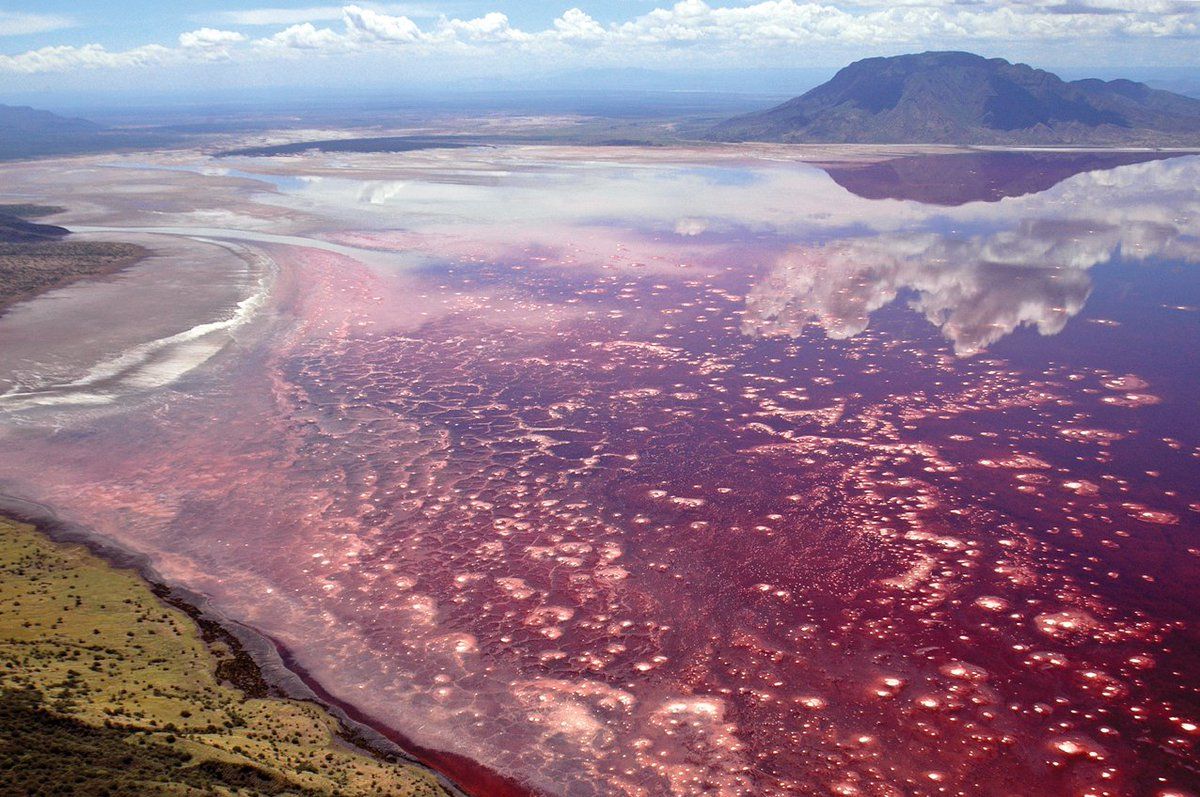 1200x797 FACT: Lake Natron In Monduli, Tanzania Is One Of The Most Inhospitable Areas On Earth Due To Its Saline Environment. Most Animal Species Cannot Handle The 120 Degree Water Body. The Red Pink Salty