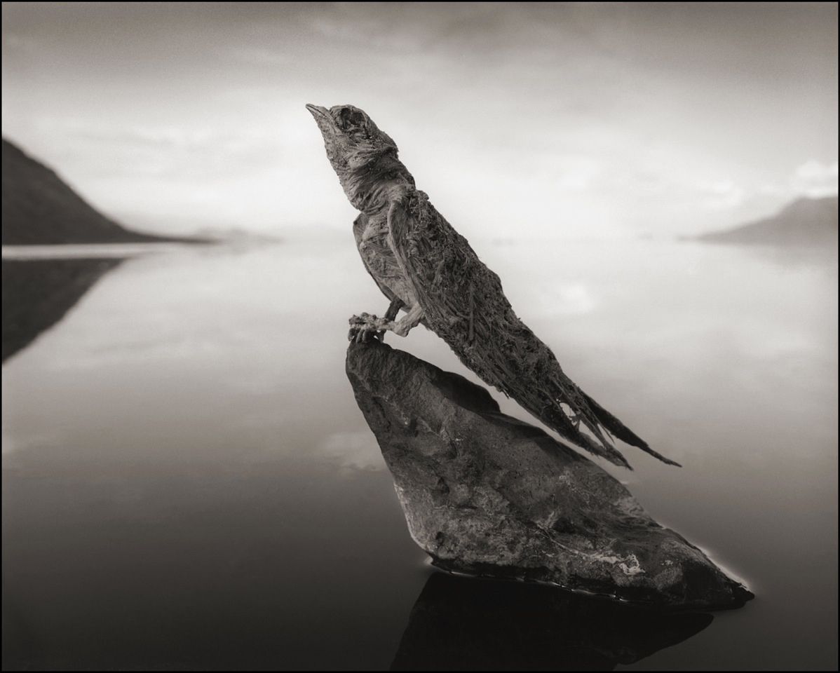 1198x960 The bird mummies of Natron: Lake's waters petrify animals that fall in