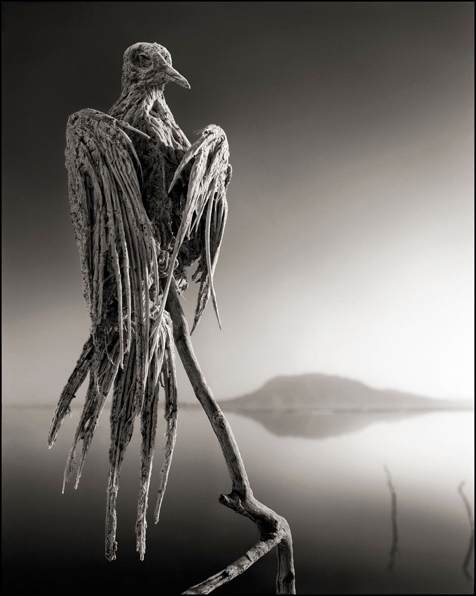 960x1202 The bird mummies of Natron: Lake's waters petrify animals that fall in