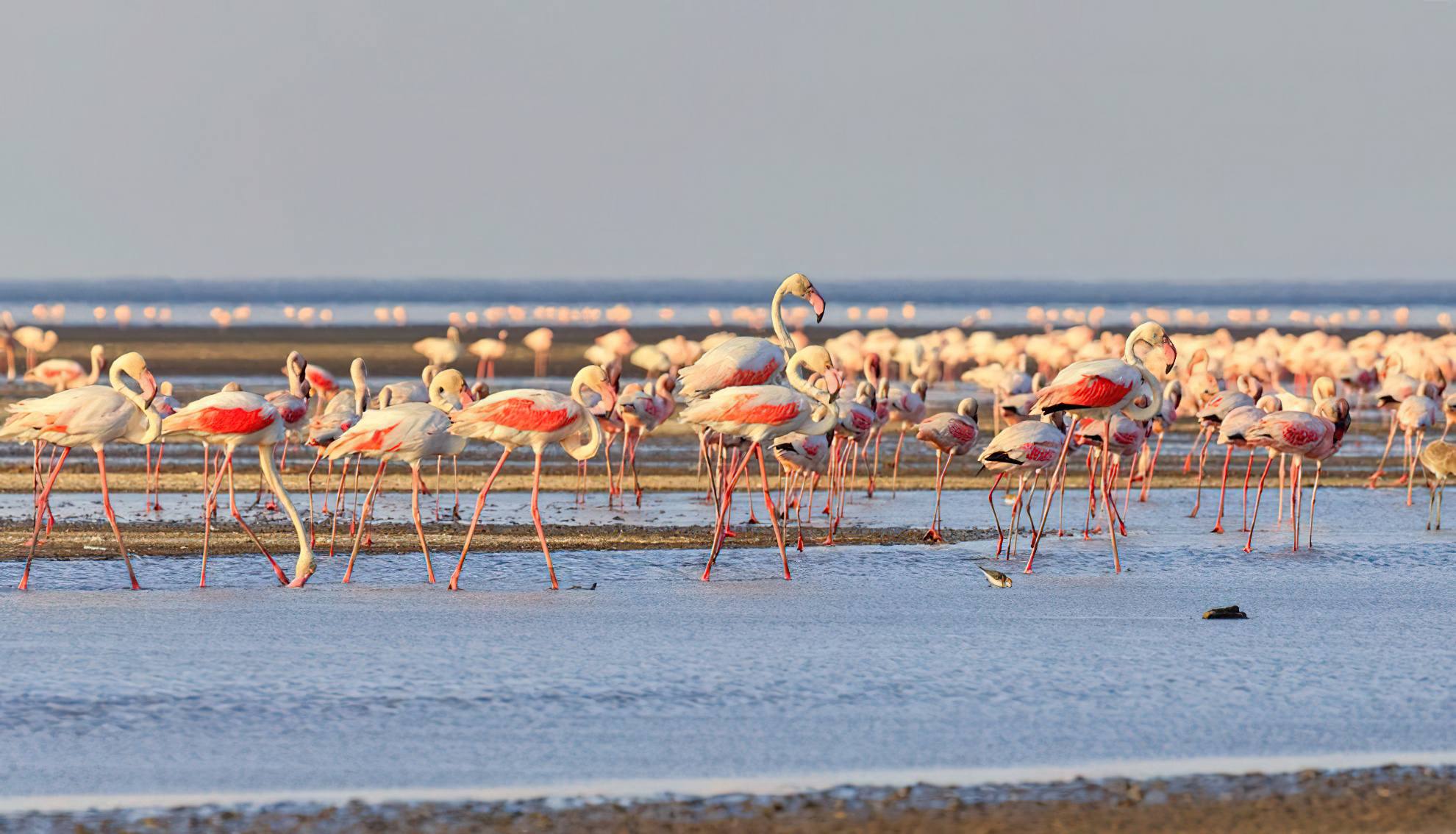 1980x1134 Lake Natron