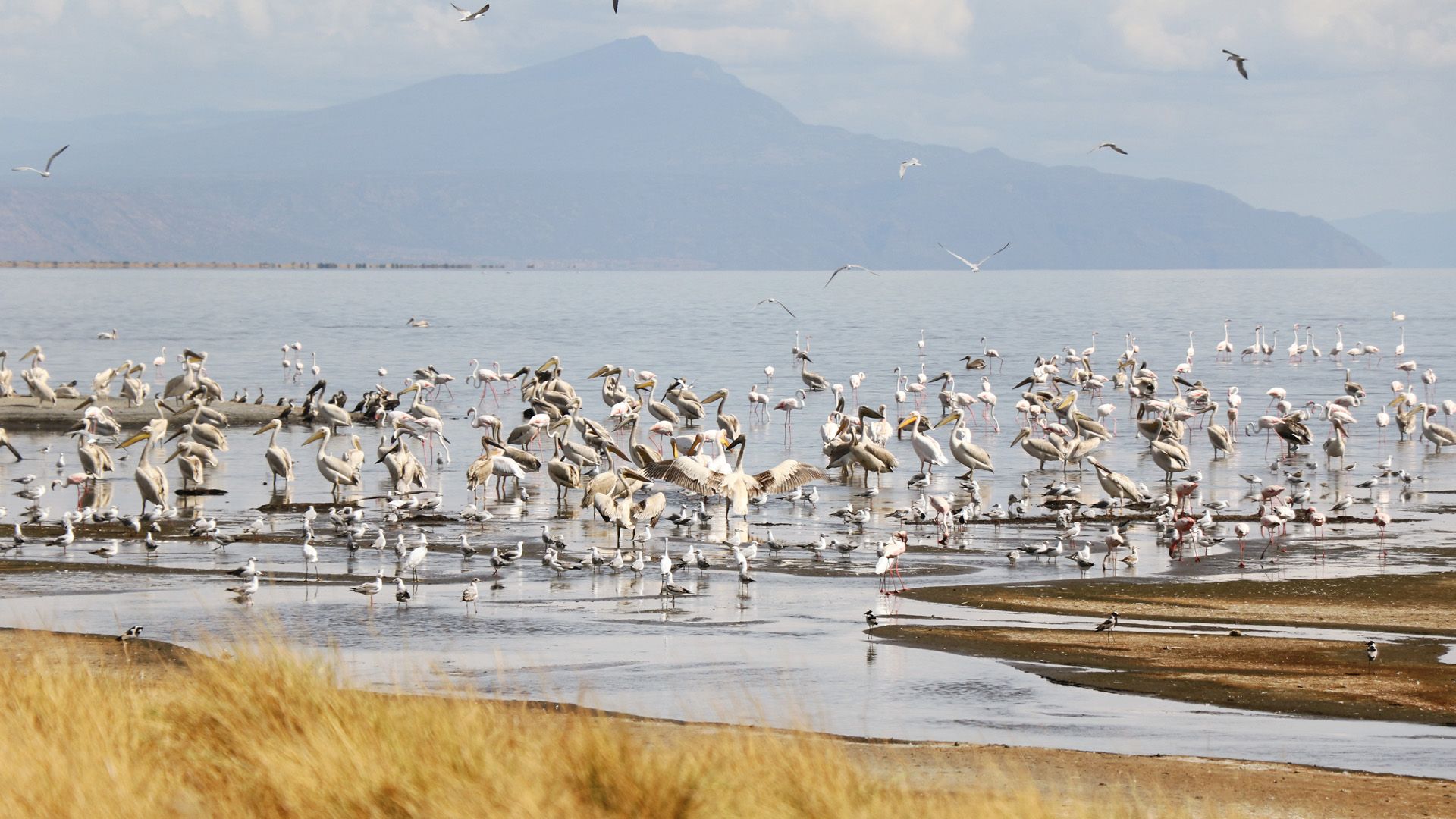 1920x1080 Lake Natron of Life