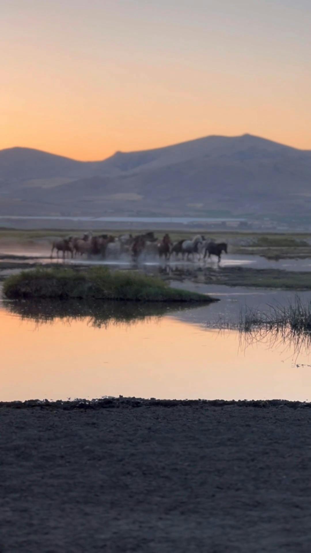 1080x1920 A sunset over a lake with horses in the water