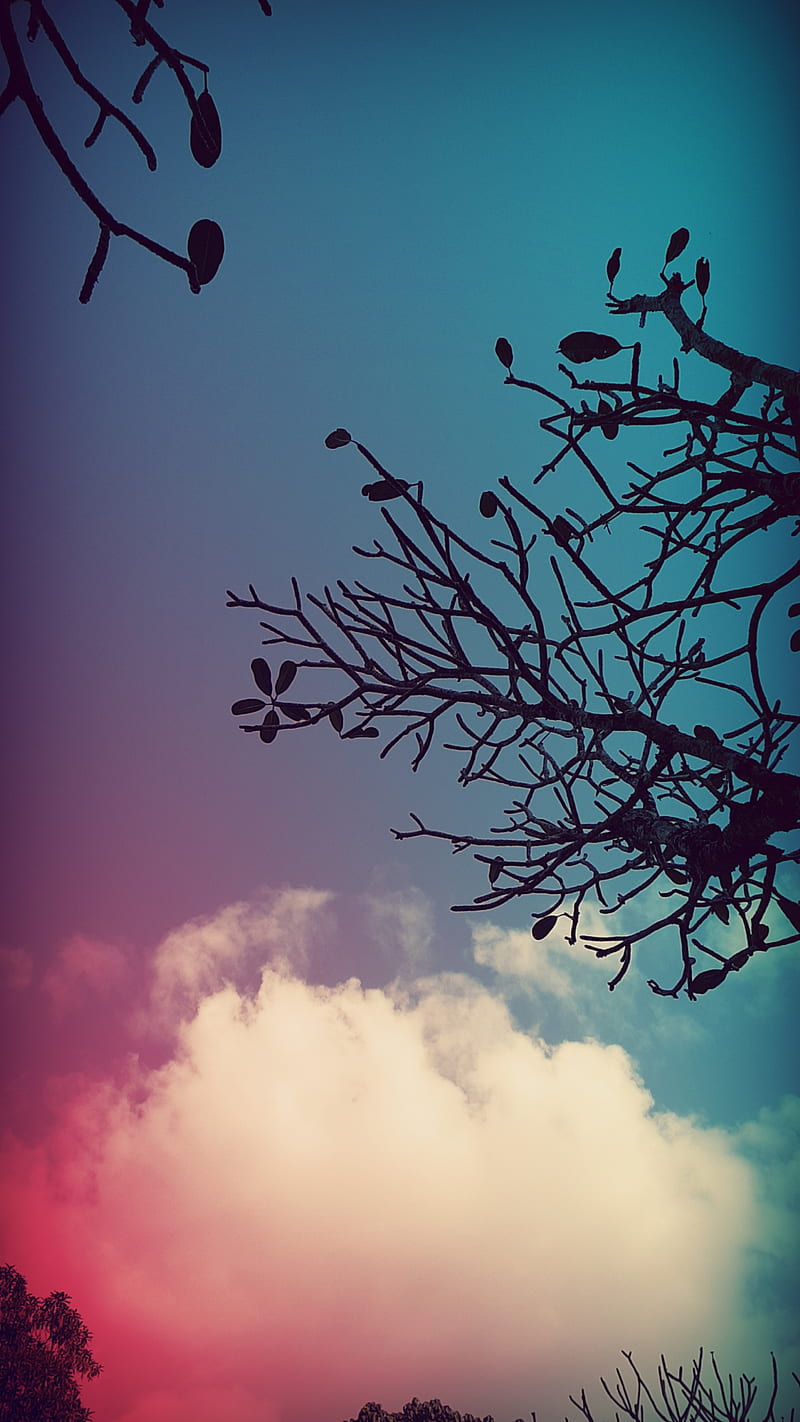 800x1422 Sky, bonito, blur, lavender, morning, nature, normal, woods, HD phone wallpaper