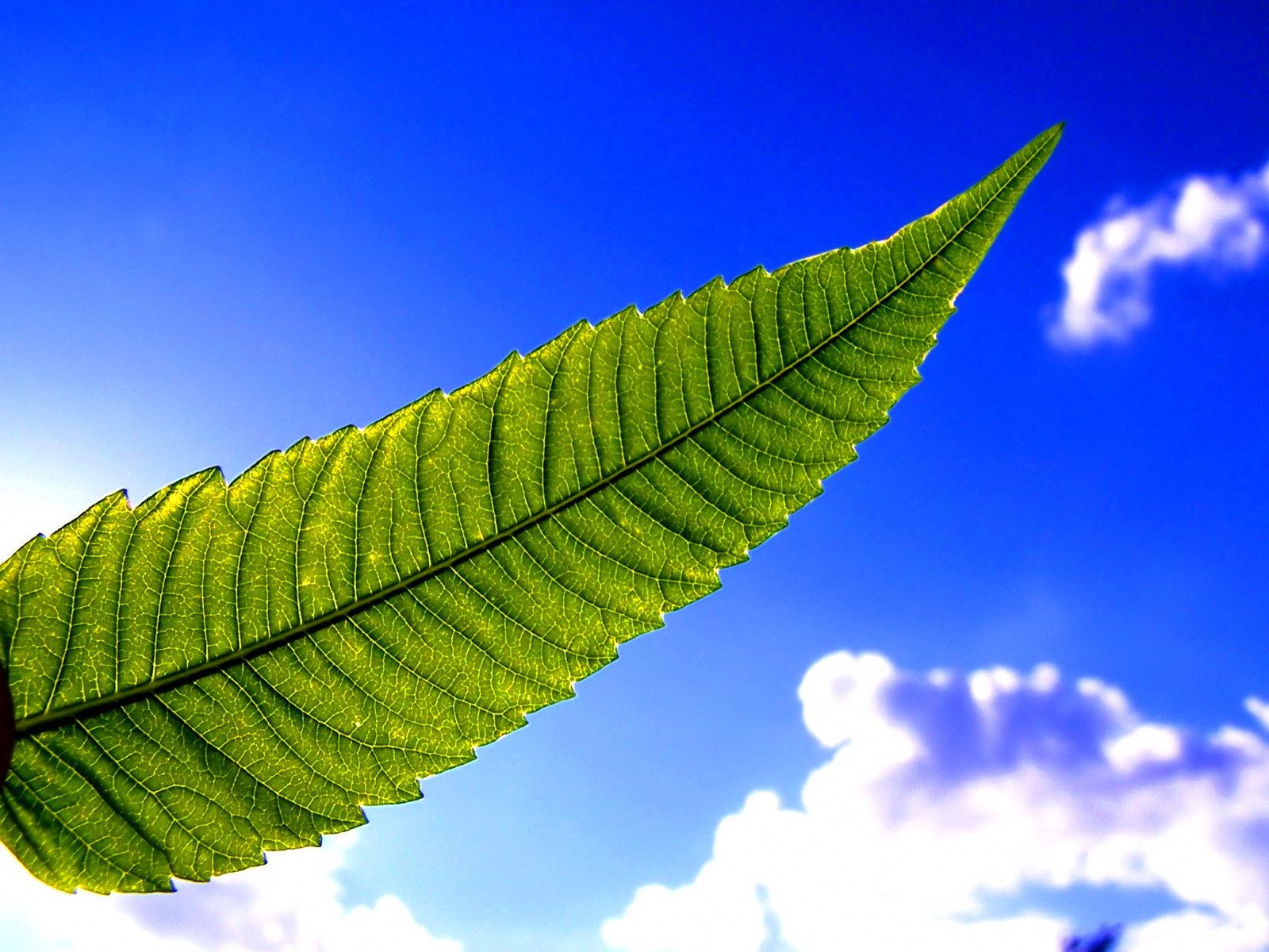 1600x1200 Green in Blue Sky Wallpaper