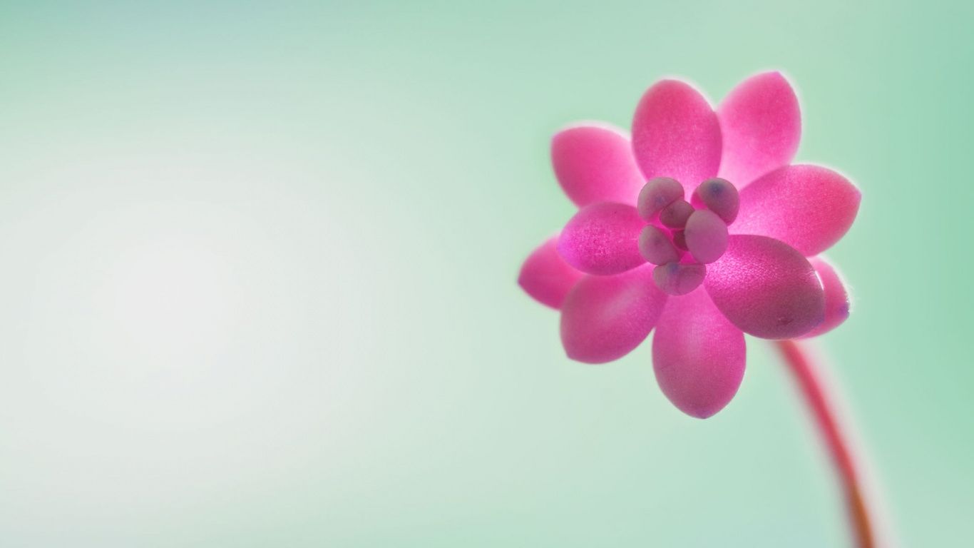 1366x768 Laptop Windows 10 Wallpaper Free 1366x768 High Quality Background