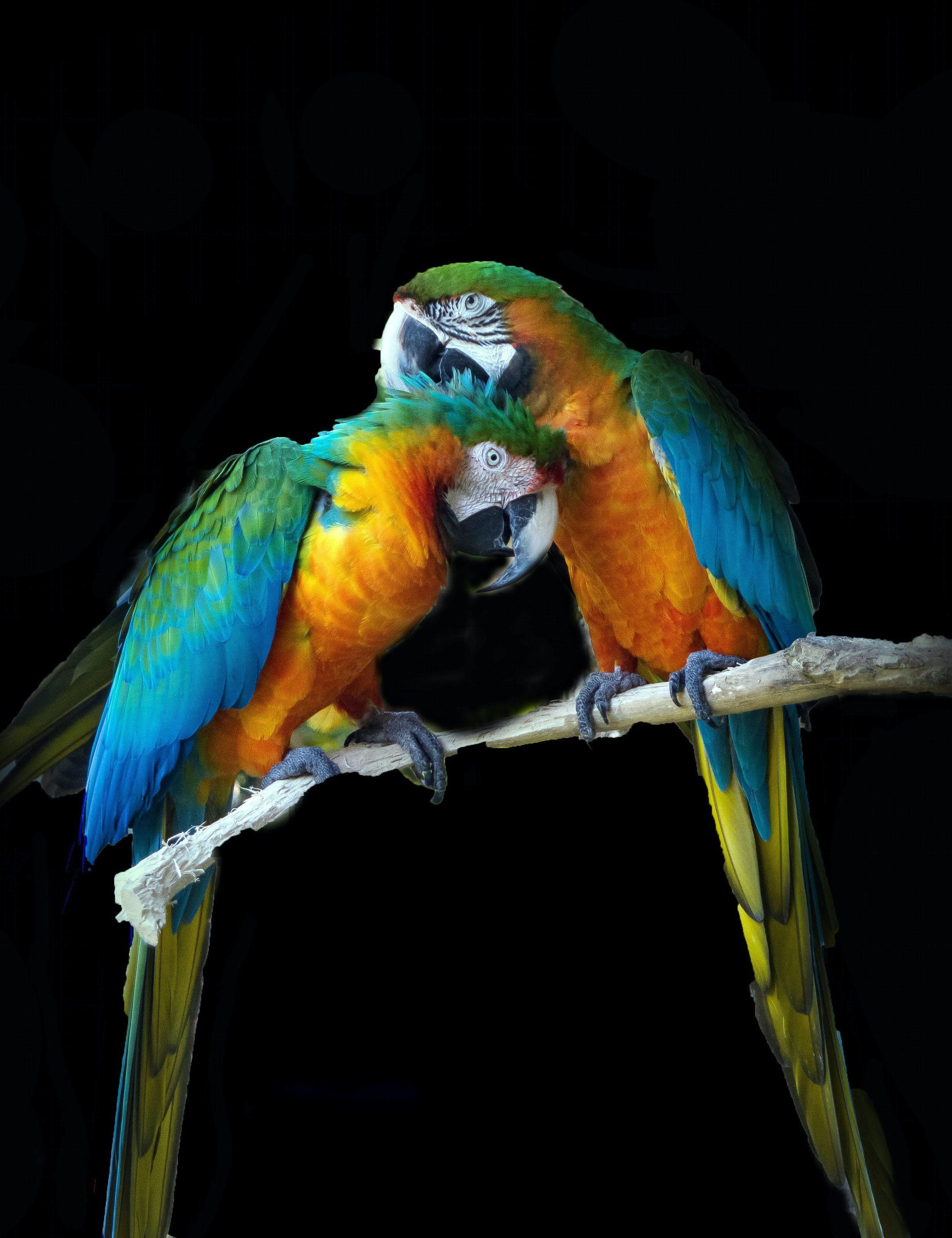 Lovebird Wallpapers - Top Free Lovebird Backgrounds - WallpaperAccess