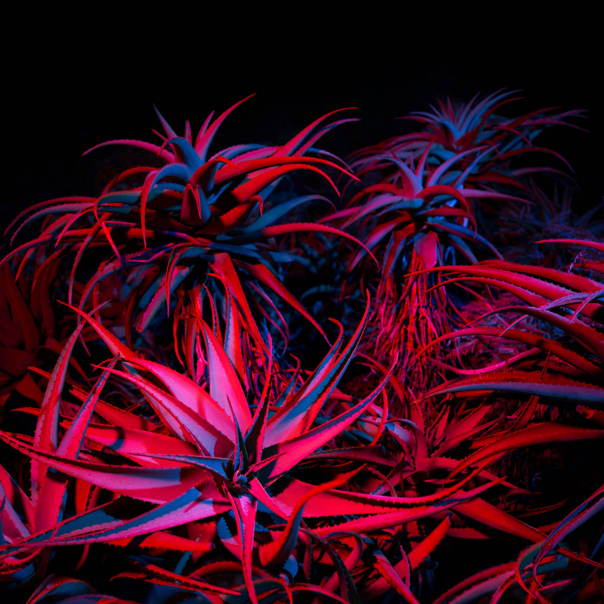 1920x1920 Download MacOS Big Sur Red Plants Wallpaper