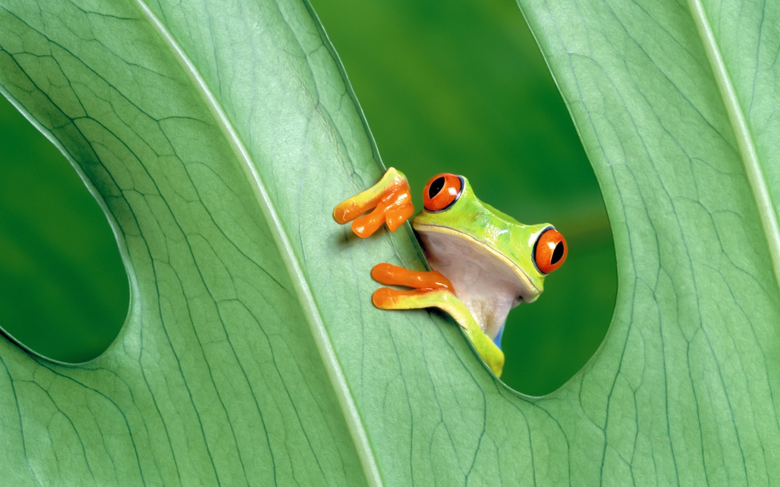 2560x1600 Red Eye Tree Frog Mac OS Wallpaper