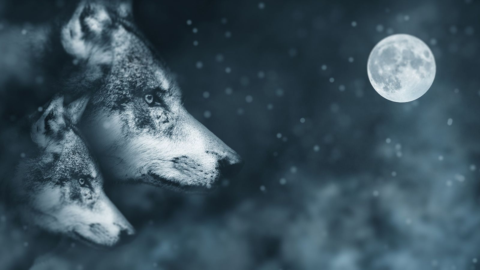 1600x900 Skinwalkers Wallpaper