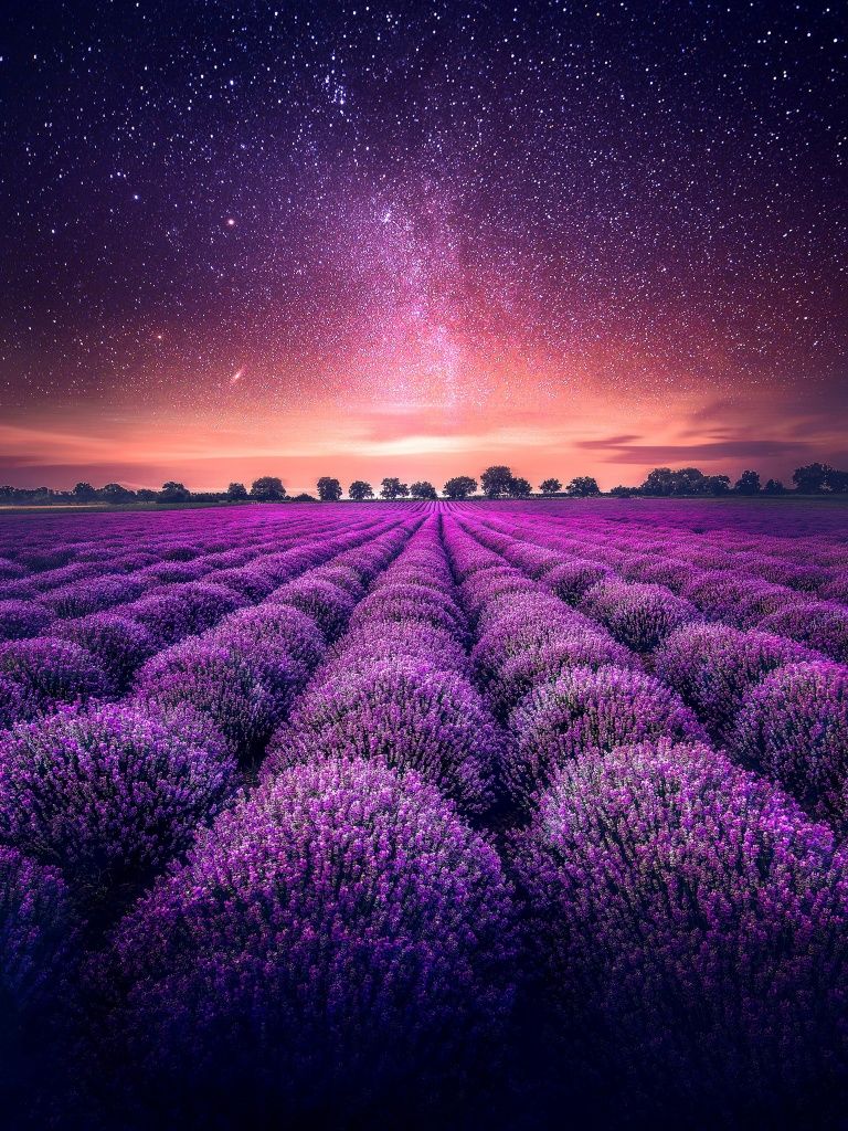 768x1024 Lavender farm Wallpaper 4K, Lavender fields, Sunset