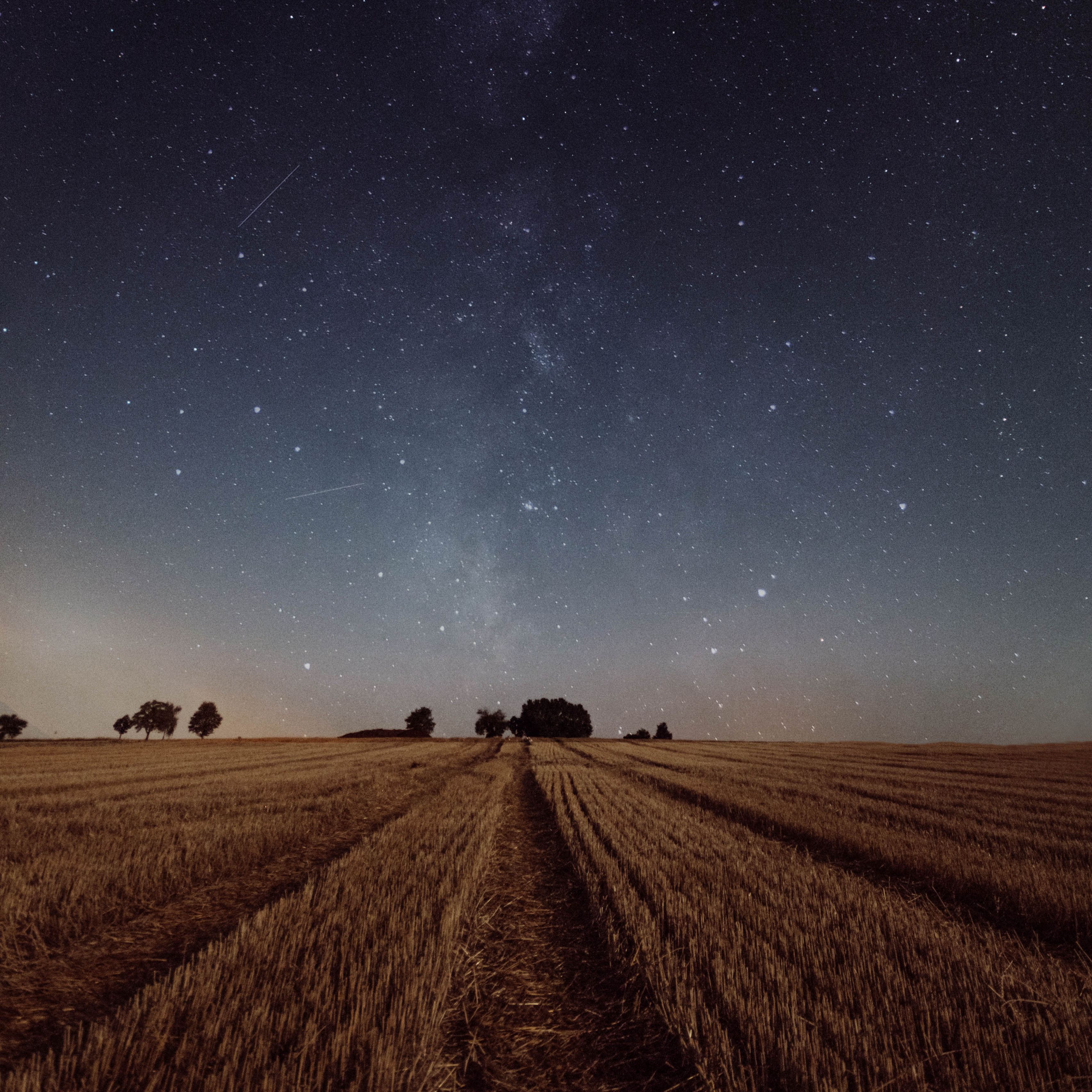 3415x3415 Download wallpaper 3415x3415 starry sky, field, grass, twilight, night, trees ipad pro 12.9 retina for parallax HD background