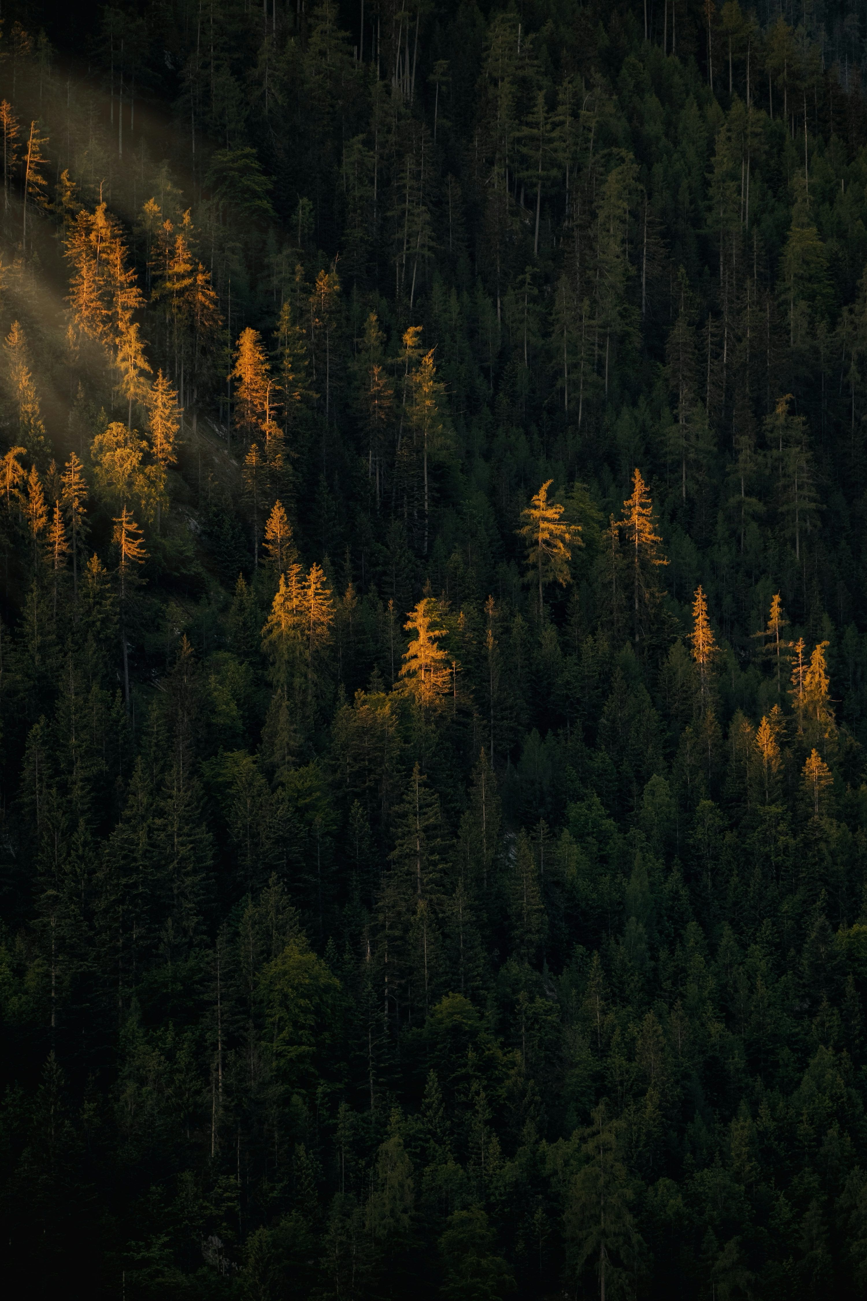 3000x4501 Forest Wallpaper Picture Image