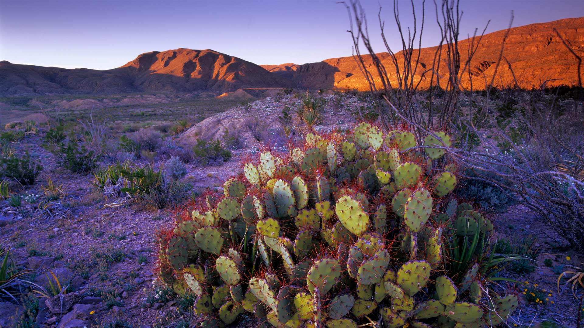 1920x1080 Bing image: Big Bend National Parks birthday Wallpaper Gallery