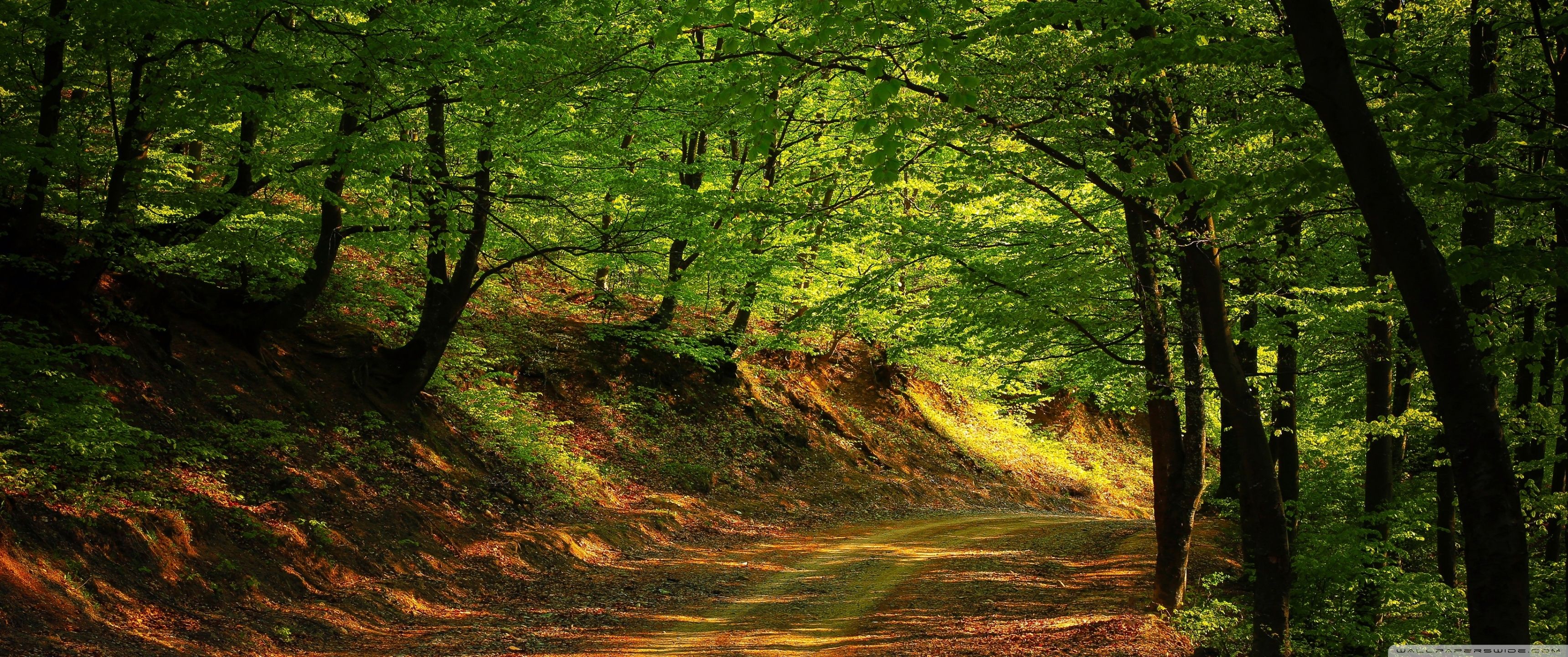 3440x1440 Ultrawide Forest Wallpaper