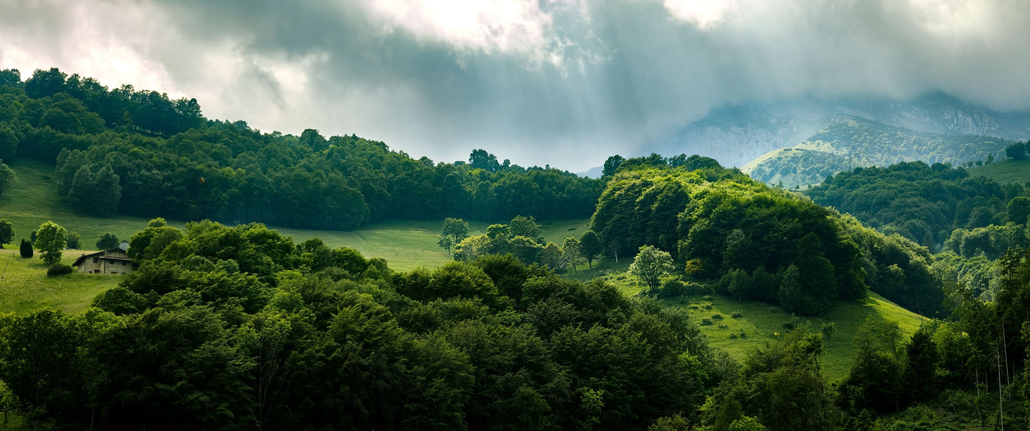 3440x1440 Download Forest Wallpaper in 3440x1440 Resolution
