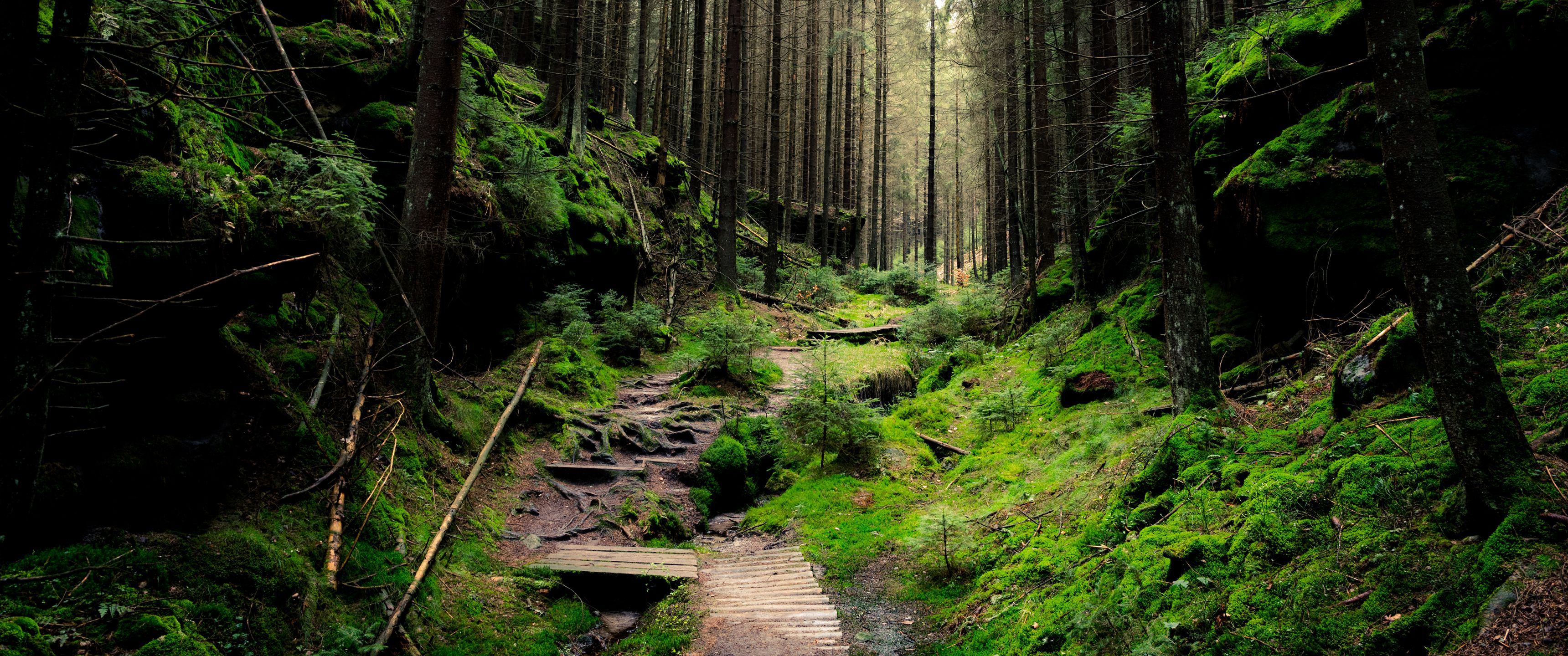 3440x1440 Forest Winter 3440x1440 Wallpaper