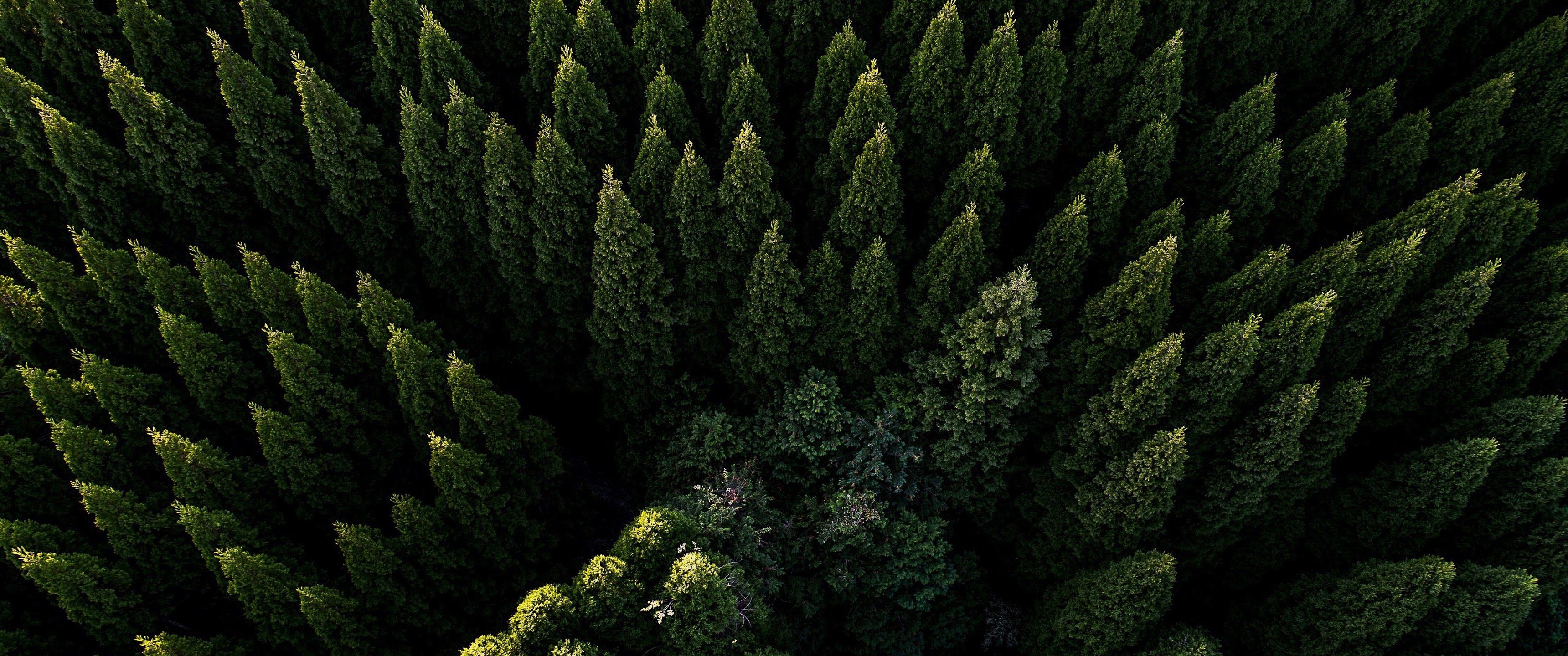 3440x1440 4k Ultrawide Forest Wallpaper