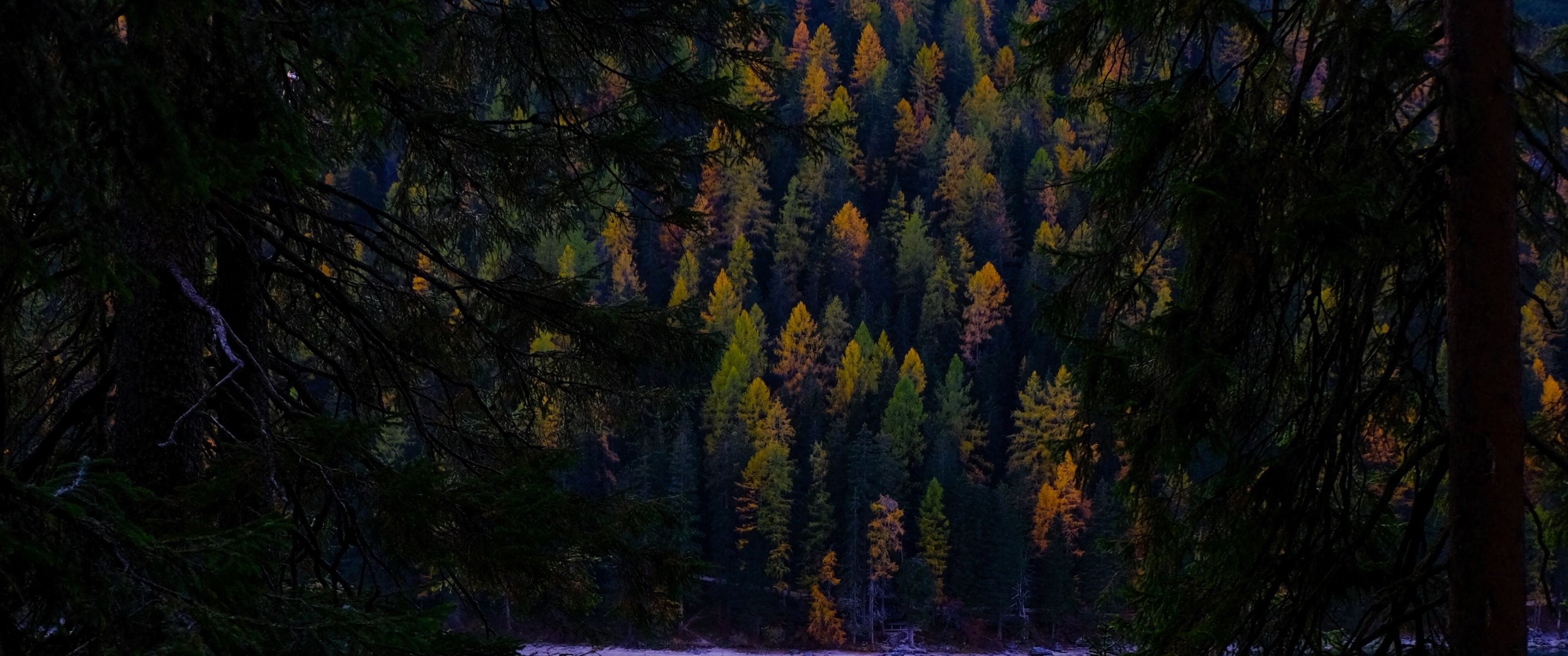 3440x1440 Lake Wallpaper 4K, Forest, Wilderness, Pine trees