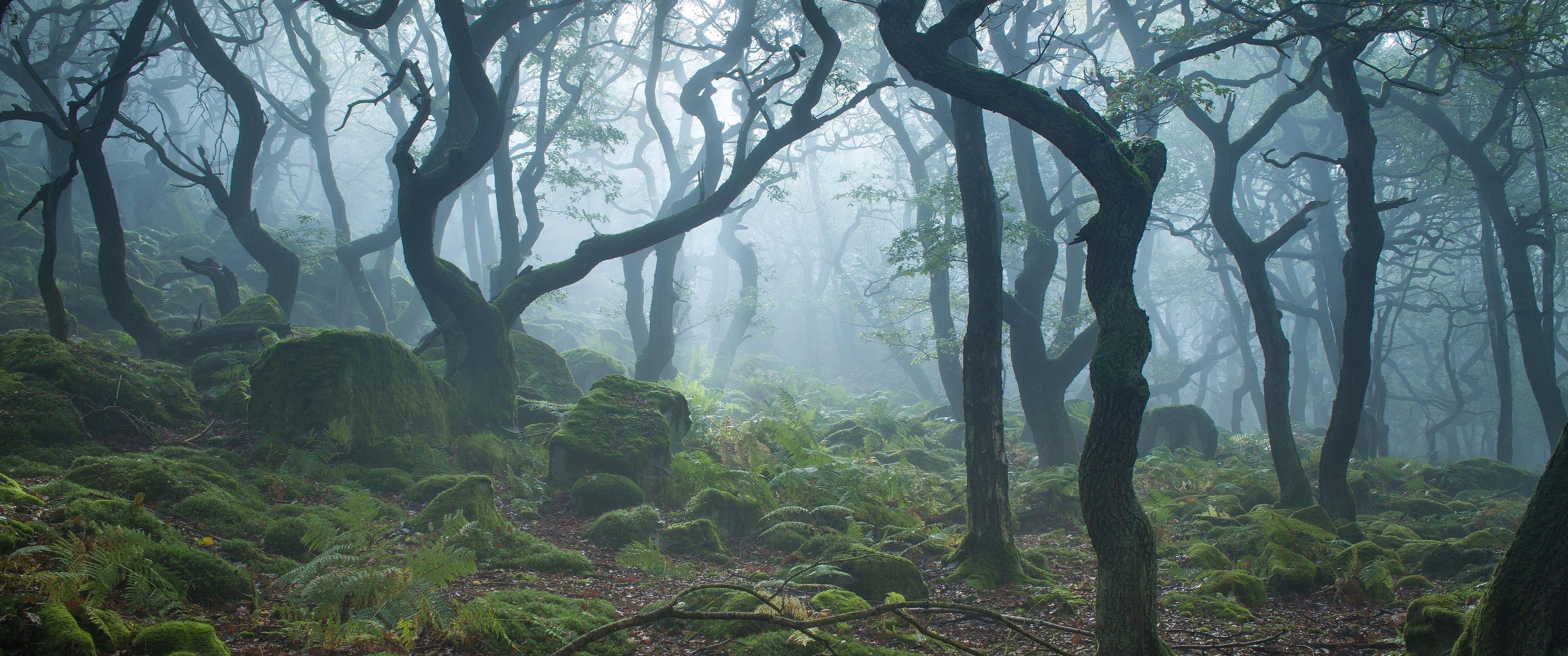 3440x1440 Forest Moss [3440 x 1440]