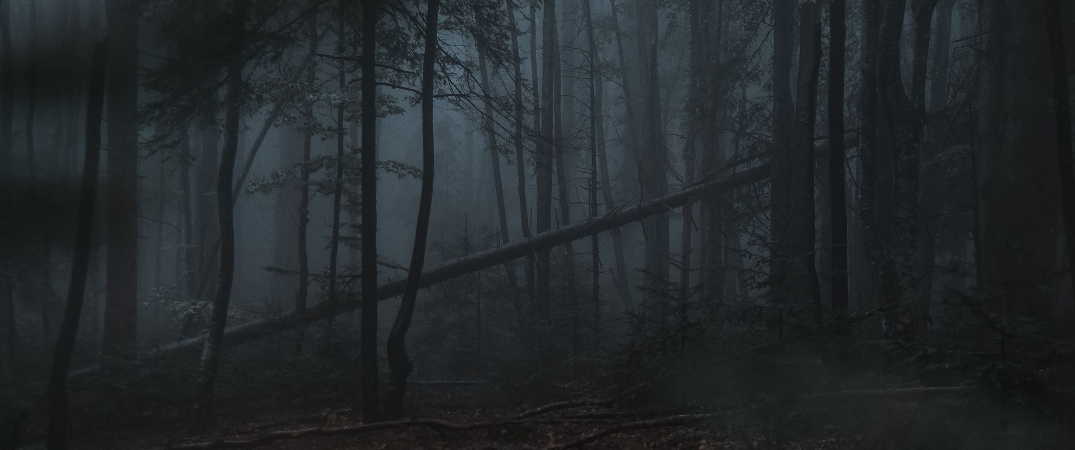 3440x1440 Download Dark forest, Gloomy, Forest Wallpaper in 3440x1440 Resolution