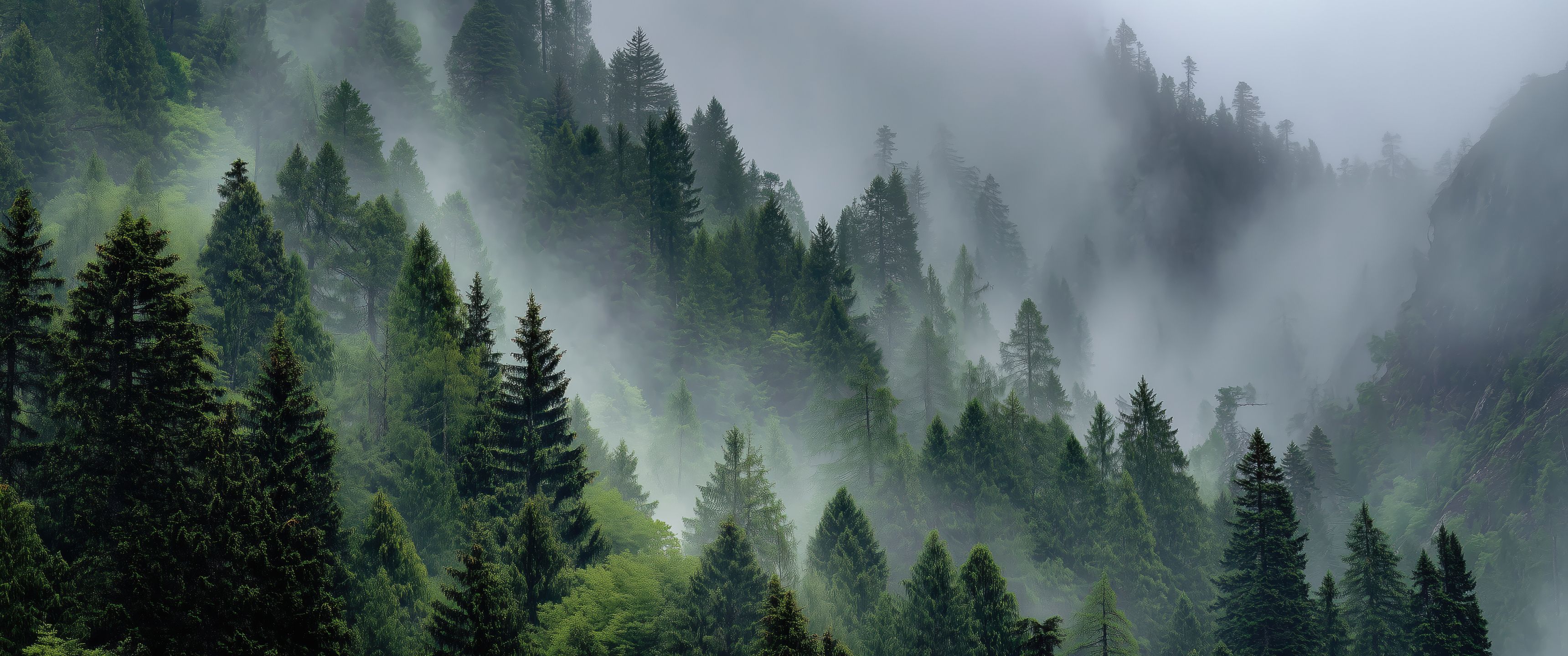 3440x1440 Misty Forest Mountains With Lush Green Trees UltraWide Quad HD 1440P , HD 4k Wallpaper, Image, Background, Photos and Picture