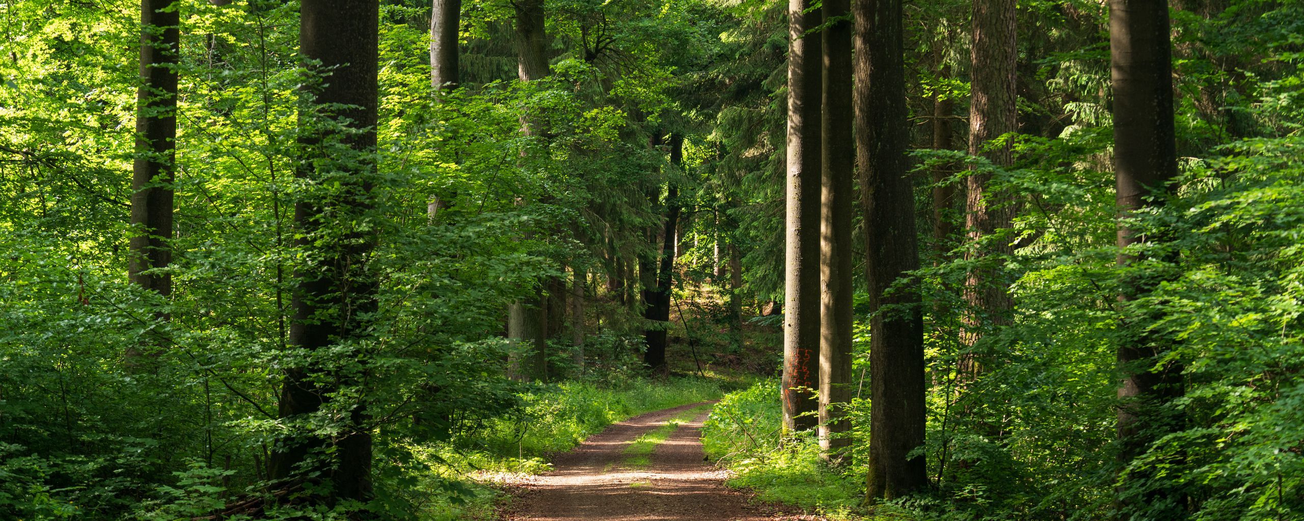 2560x1024 Download wallpaper 2560x1024 forest, path, trees, bushes, alley ultrawide monitor HD background