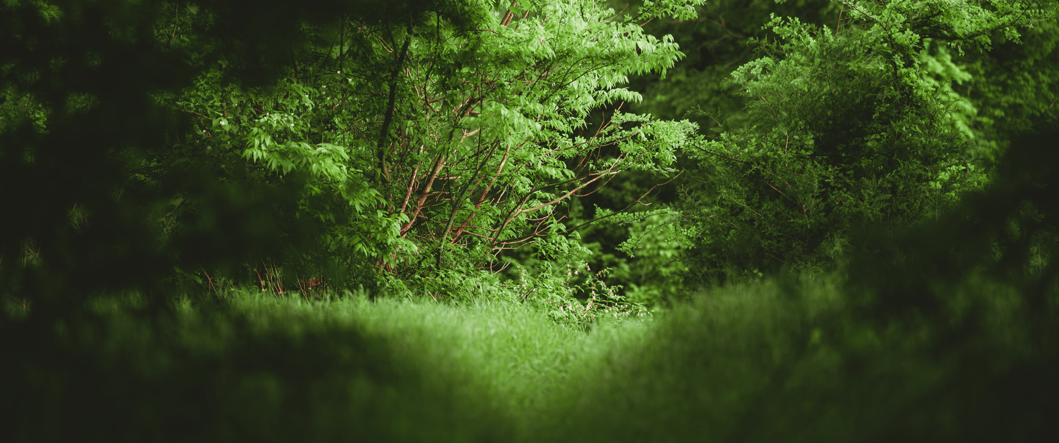 3440x1440 forest shot i got today enjoy the green 3440x1440