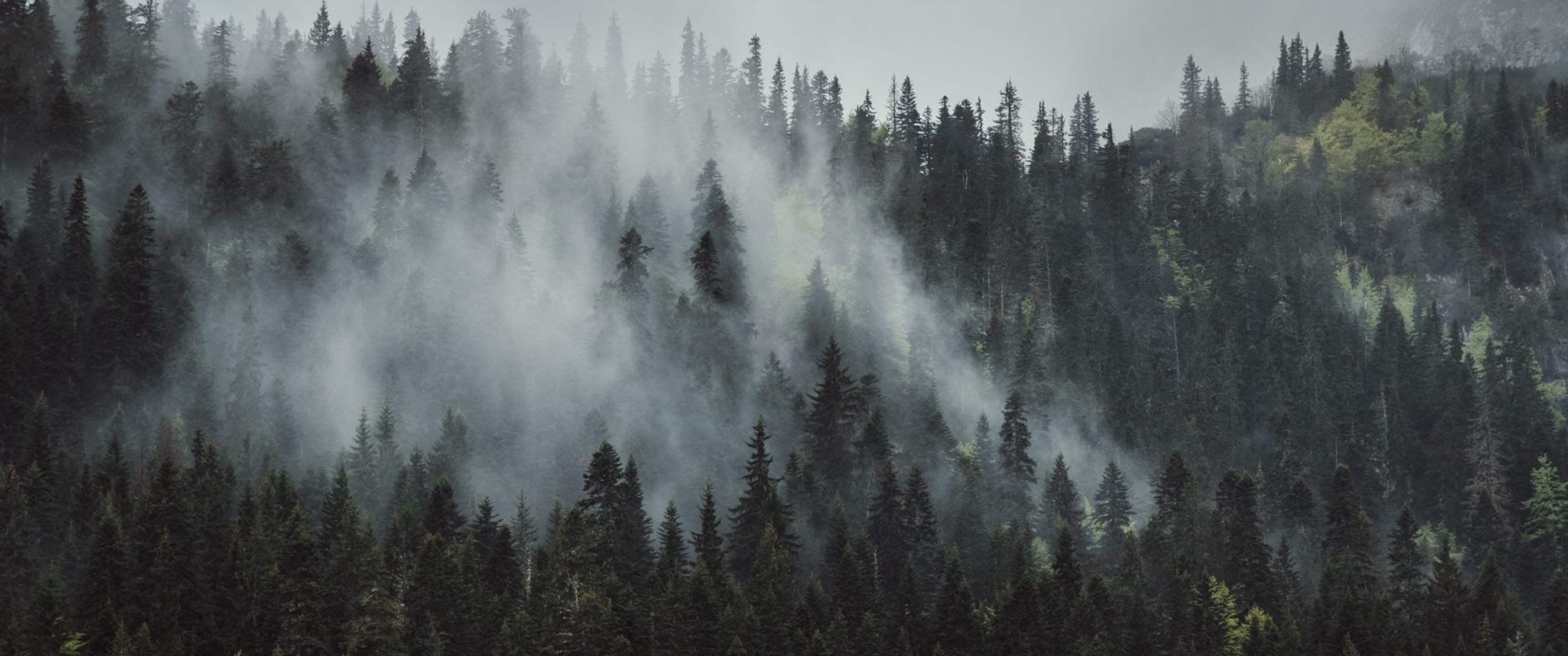3440x1440 Misty forest [3440x1440]