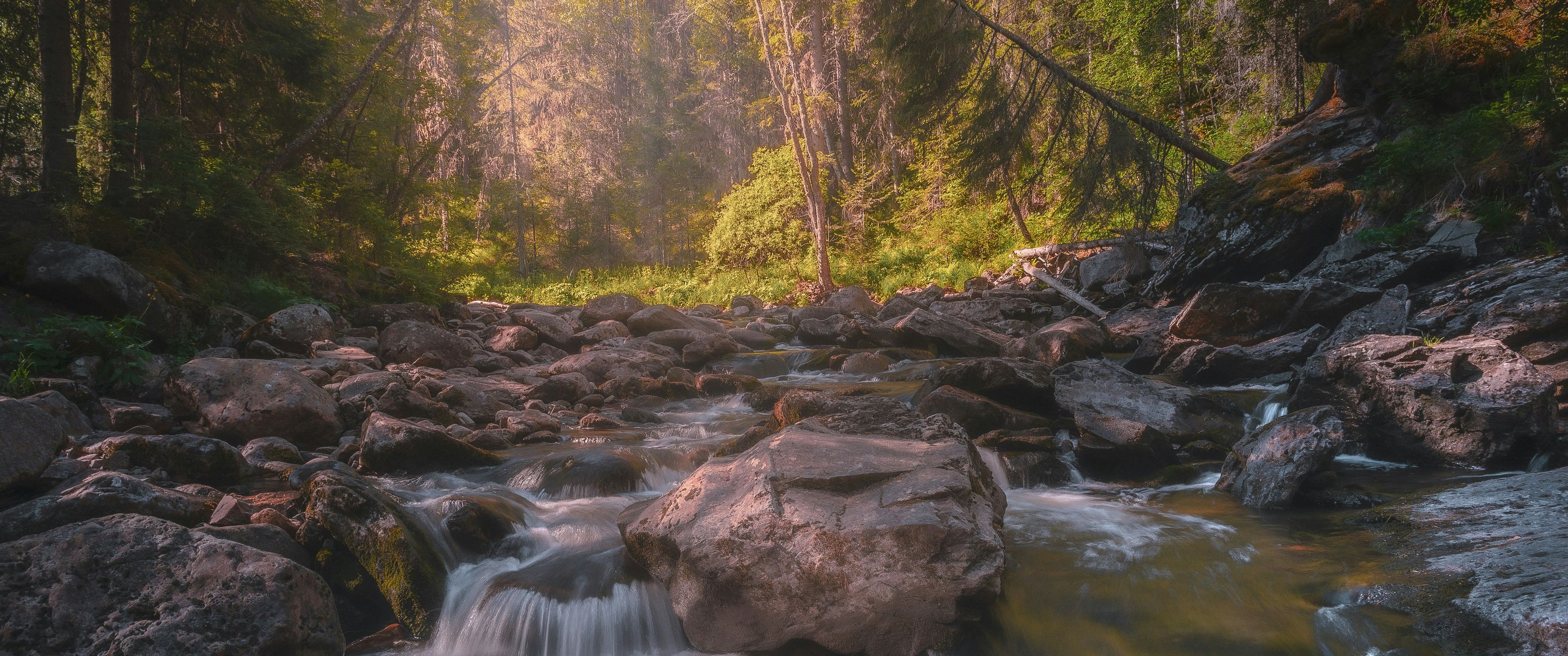 3440x1440 Golden Sunlit Forest Stream UltraWide Quad HD 1440P , HD 4k Wallpaper, Image, Background, Photos and Picture