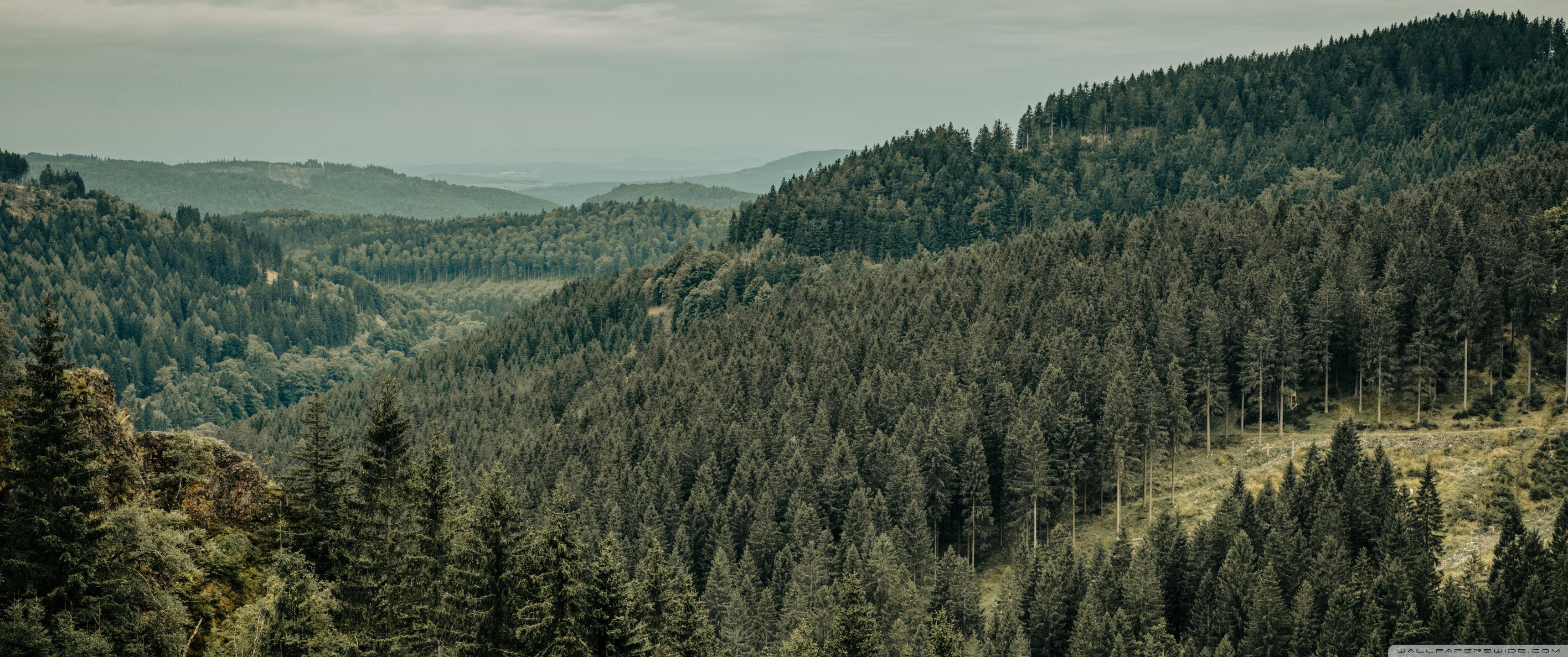 3440x1440 Endless Forest 4K UHD Wallpaper for UltraHD Desktop and TV : Dual Monitor : Smartphone and Tablet Devices