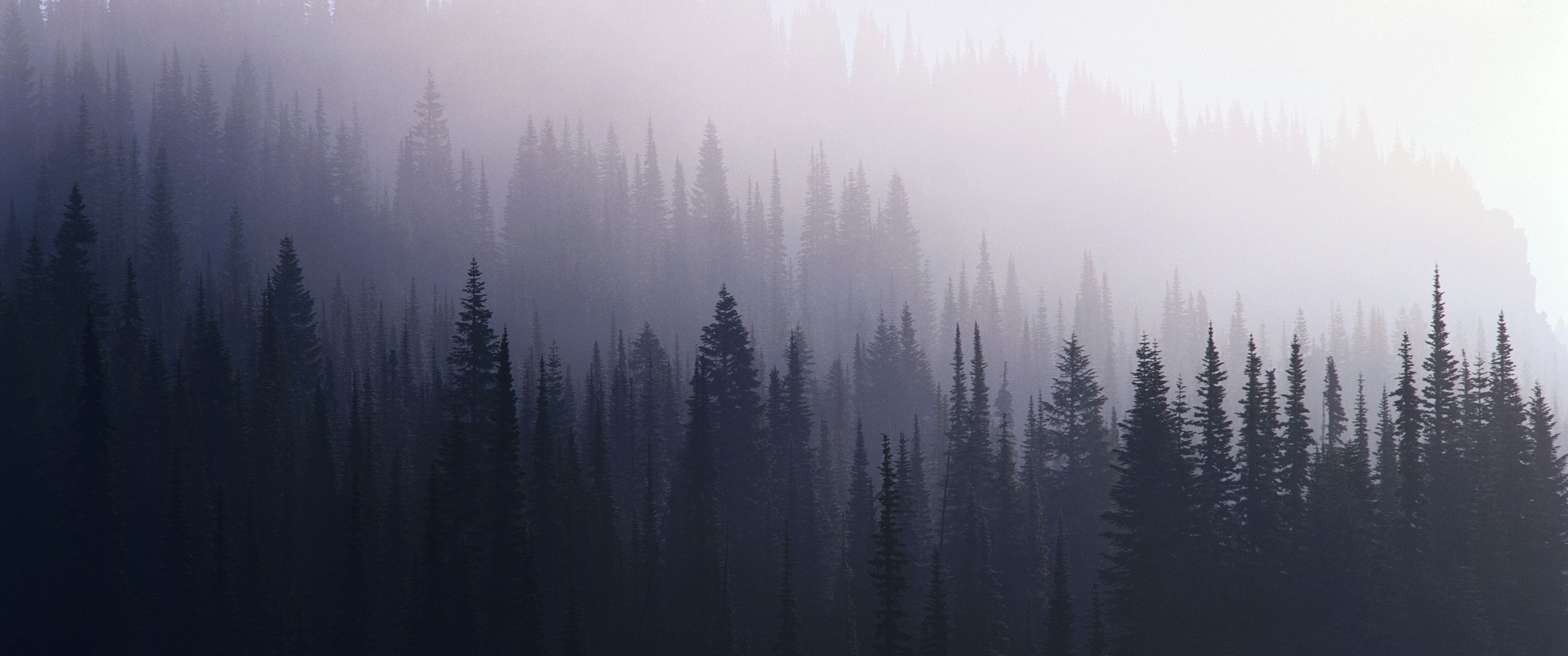 3440x1440 Forest Mist UltraWide Quad HD 1440P , HD 4k Wallpaper, Image, Background, Photos and Picture