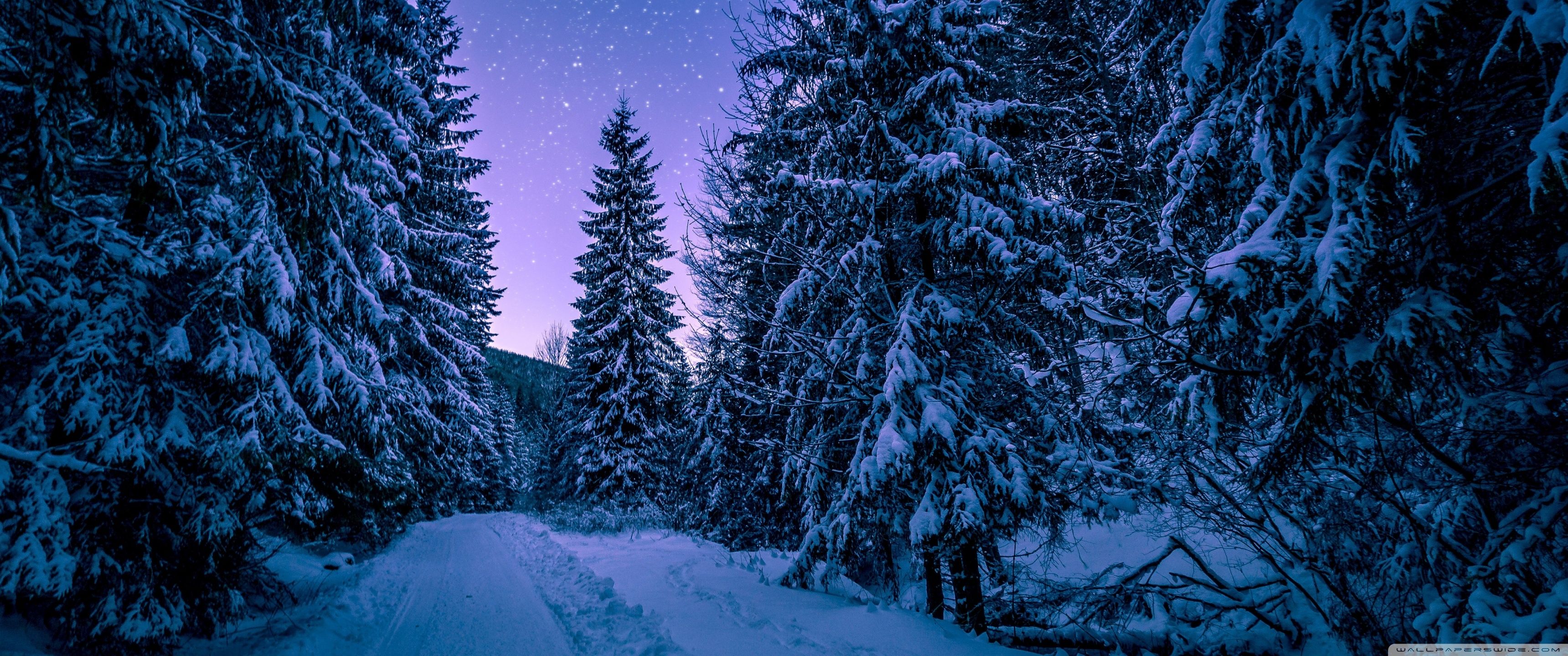 3440x1440 Winter Forest 3440x1440 Wallpaper