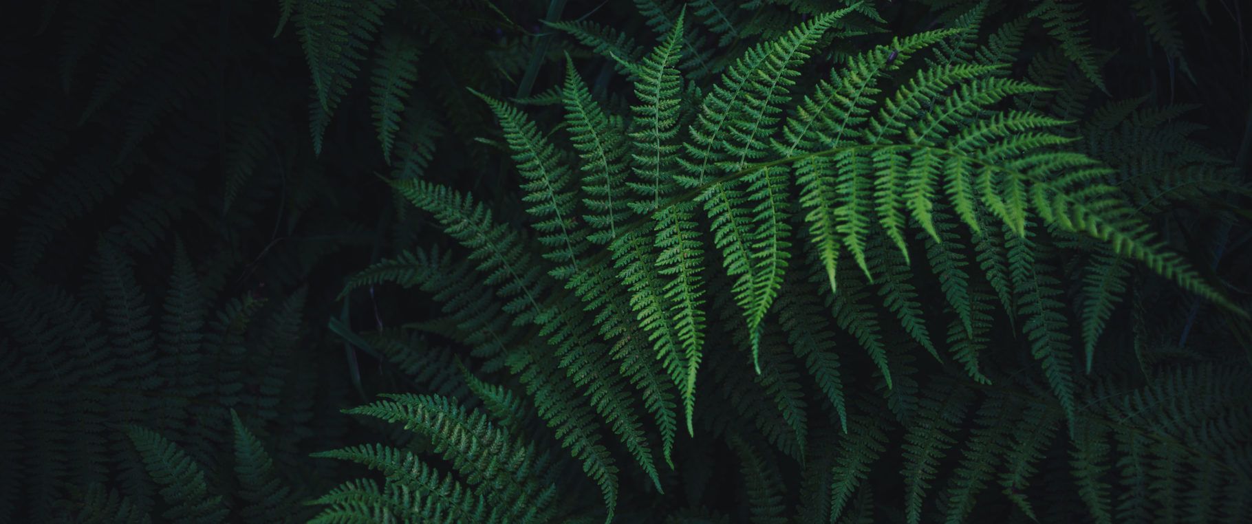 1820x762 