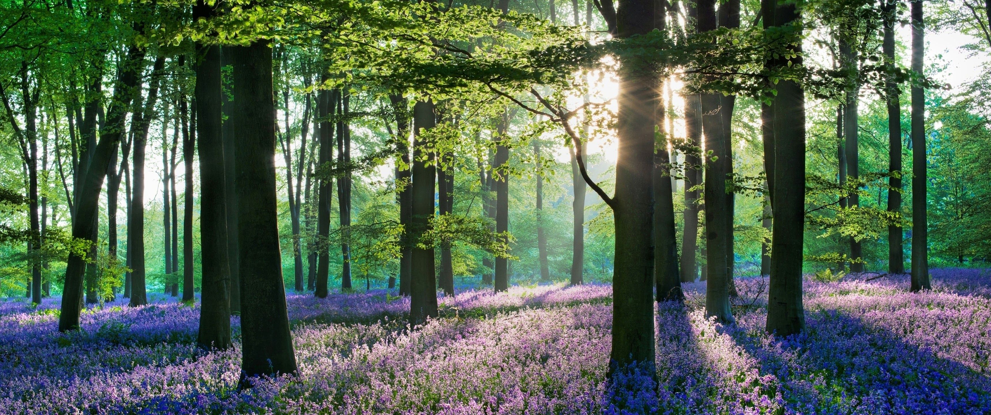 3440x1440 Lavender Flowers Forest Nature Scenery 4K Wallpaper HD