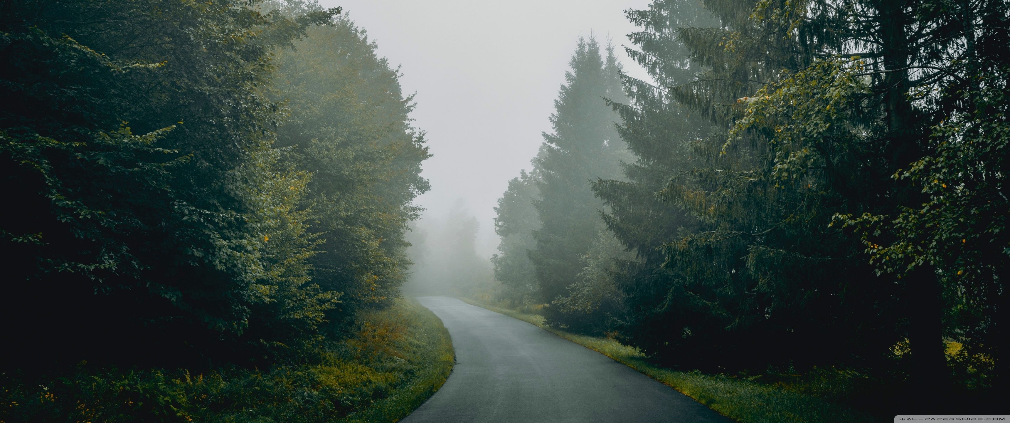 3440x1440 Toad Through Foggy Forest 4K UHD Wallpaper for UltraHD Desktop and TV : Widescreen and UltraWide Display : Dual Monitor : Smartphone and Tablet Devices
